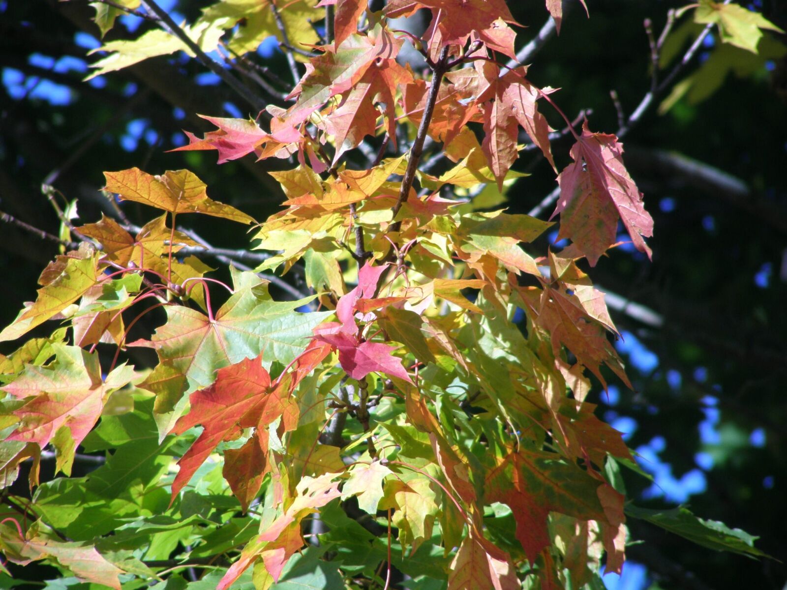 Olympus SP510UZ sample photo. Autumn, autumn colors, foliage photography