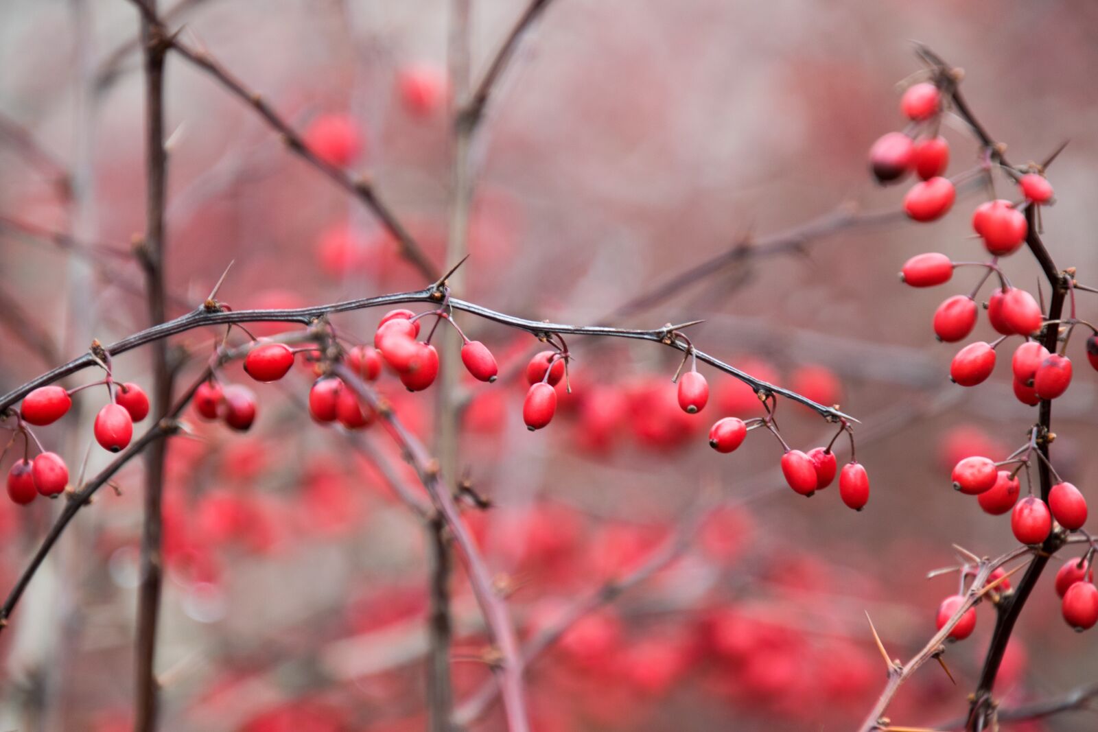 Nikon D3300 sample photo. Nature, winter, season photography