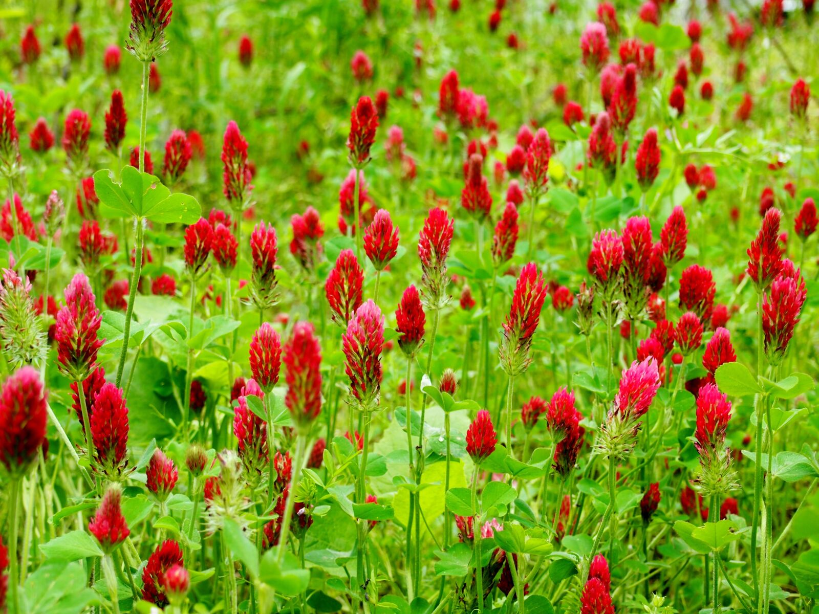 Olympus PEN E-PL3 sample photo. Crimson clovers, field, red photography