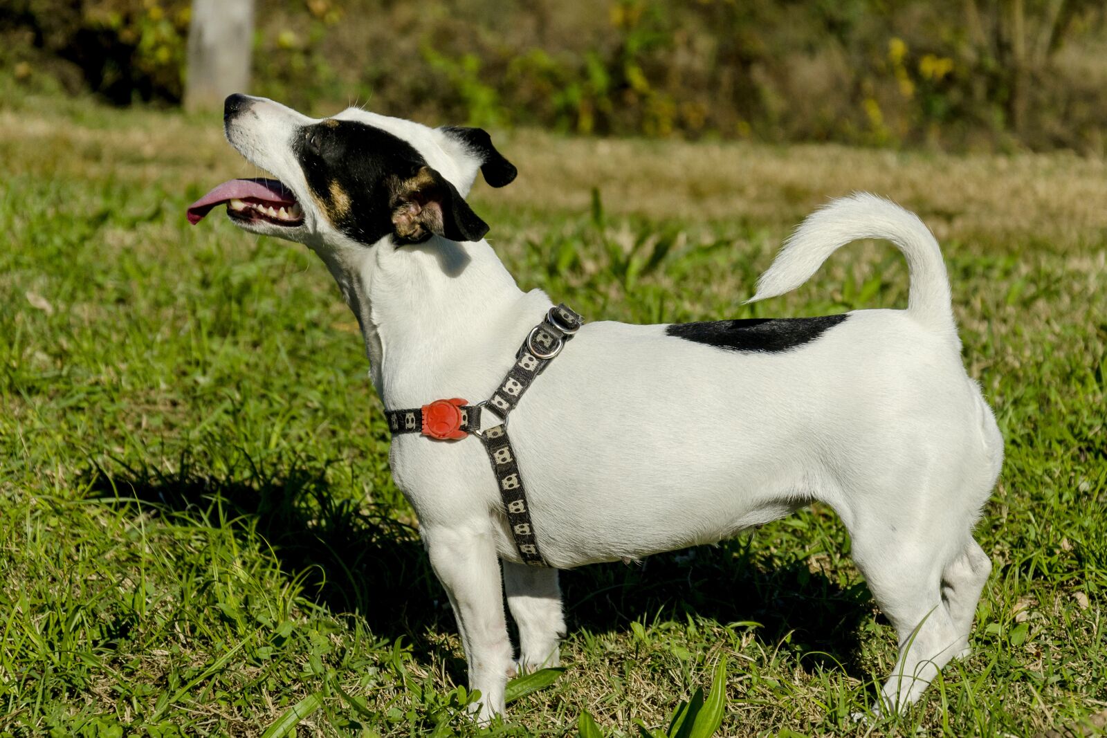Nikon D5100 sample photo. Dog, friend, friendship photography