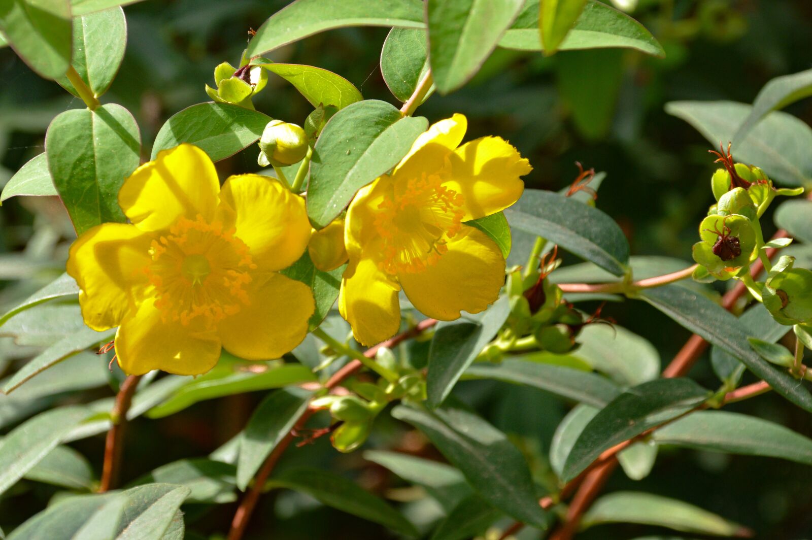 Nikon D3200 sample photo. Flowers, nature, blossom photography
