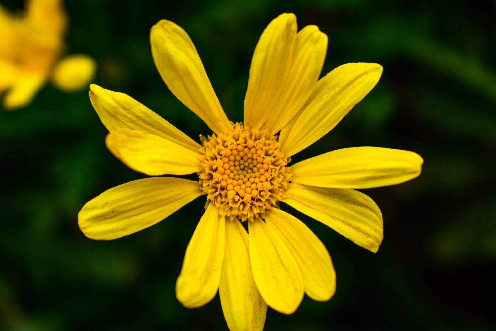 Nikon D3400 sample photo. Nature, summer, plant photography