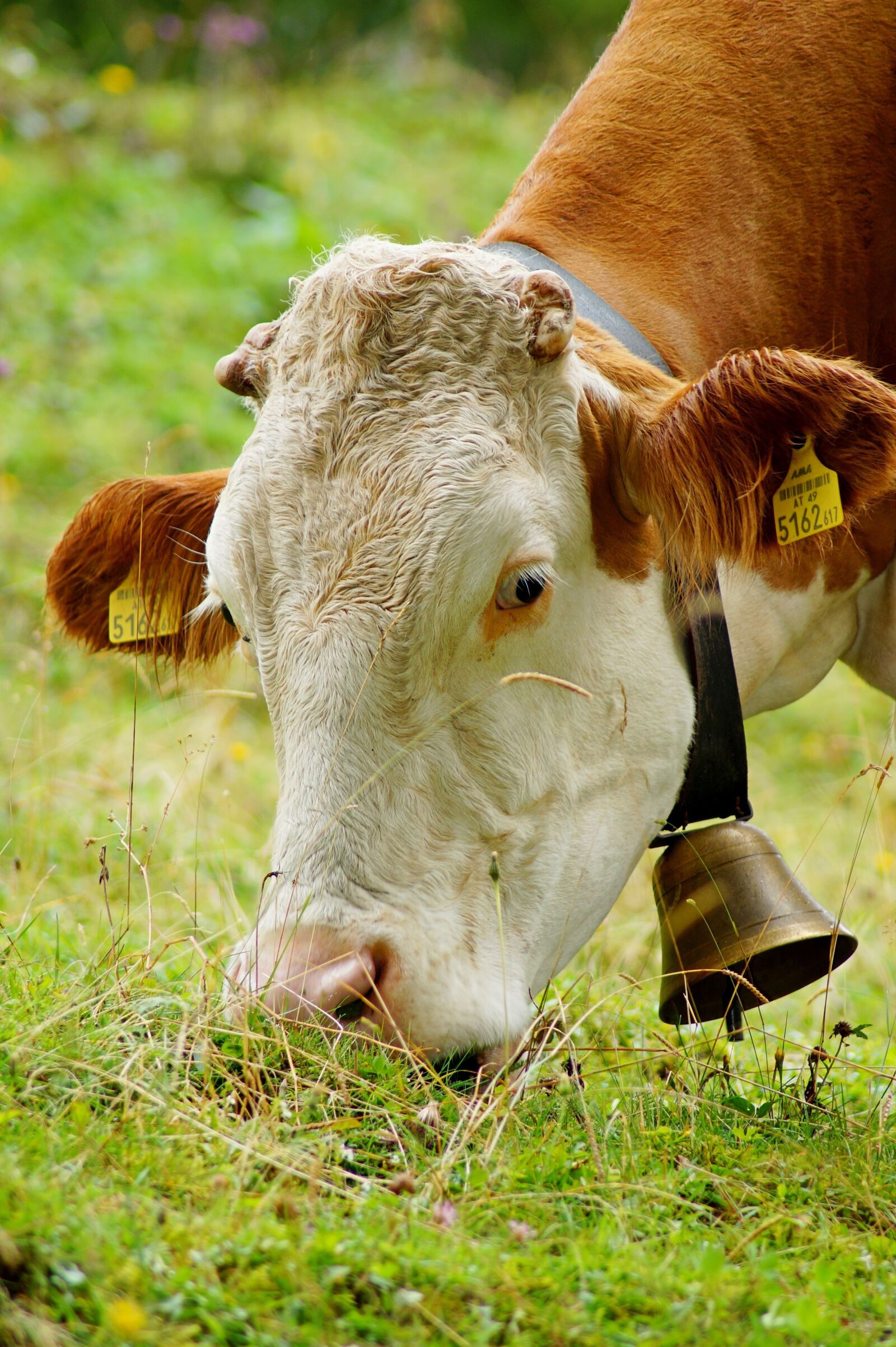 Sony SLT-A58 sample photo. Cow, bell, animal photography