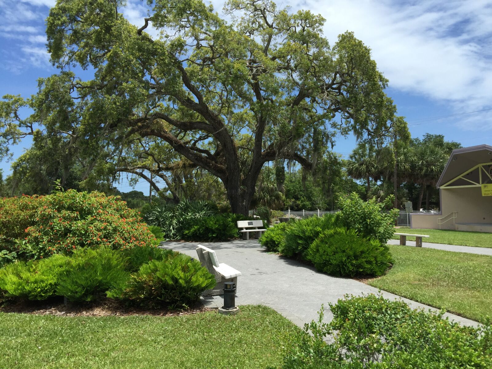iPhone 6 Plus back camera 4.15mm f/2.2 sample photo. Tree, shade, urban photography