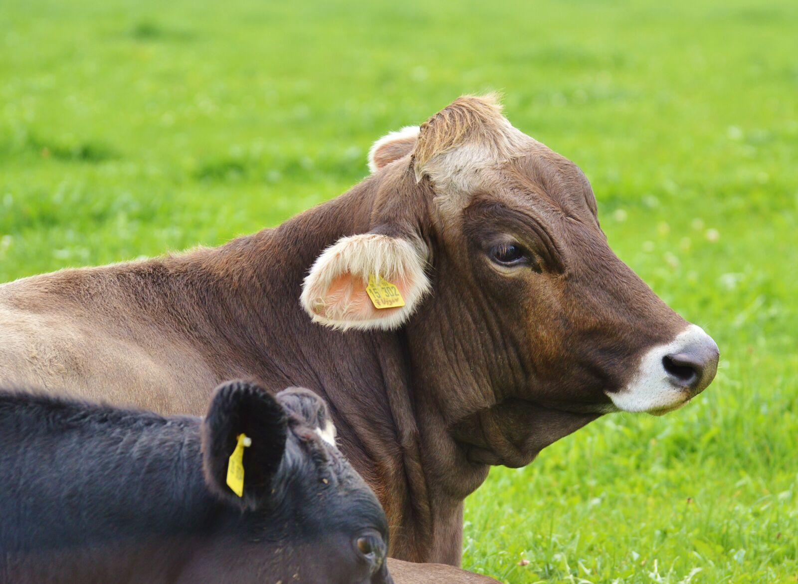Nikon D3200 sample photo. Cow, allgäu, cows photography