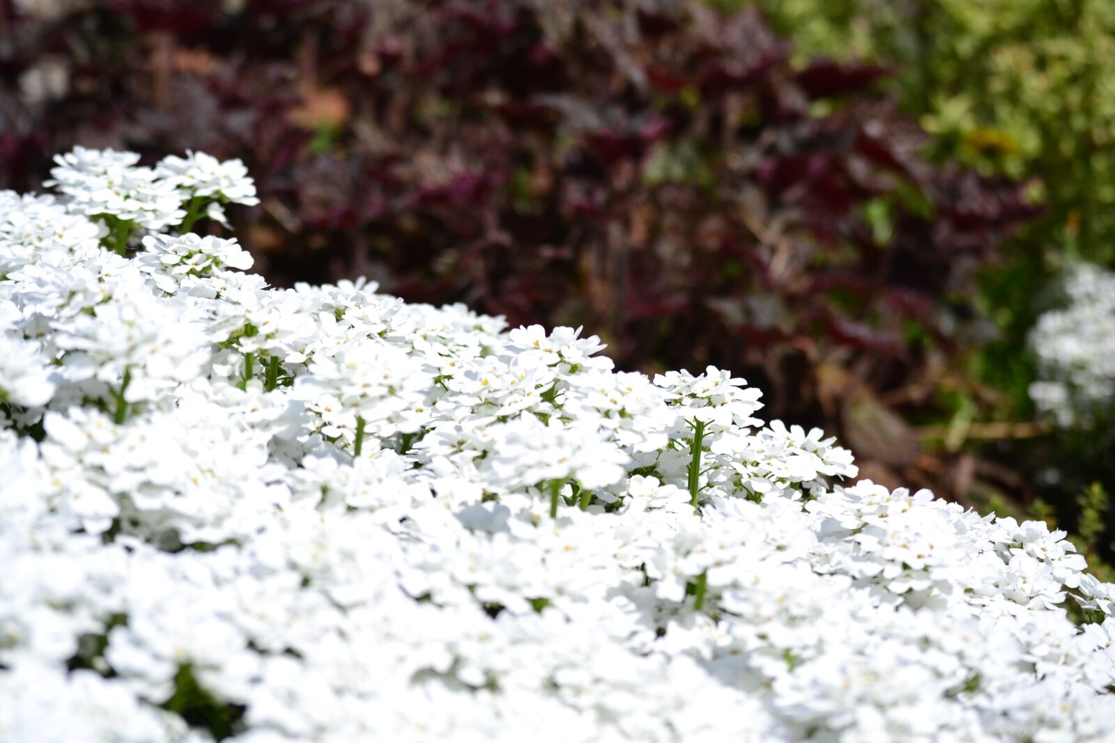Nikon D3100 sample photo. Flowers, garden, spring photography