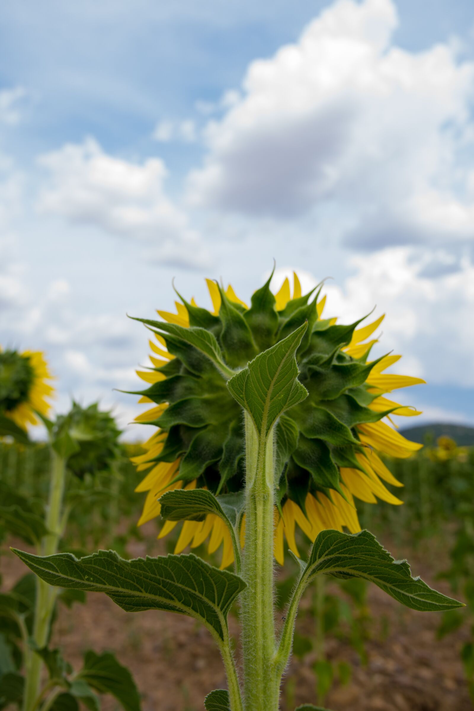 Nikon D5300 sample photo. Sunflower, burgos, sunset photography