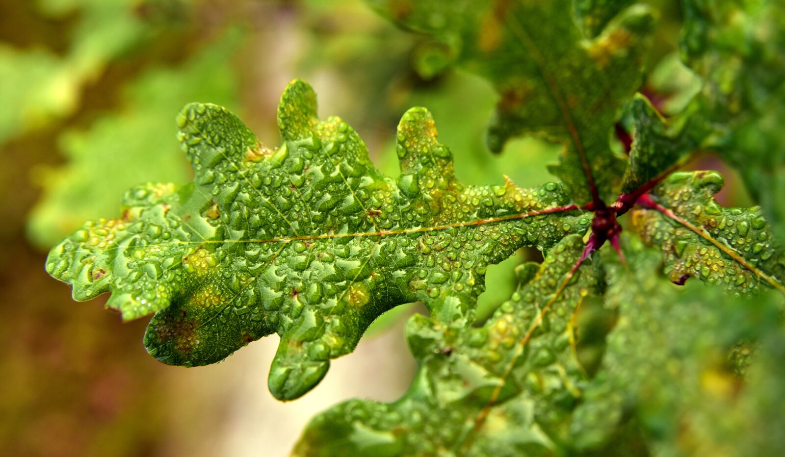 Nikon D750 sample photo. Oak leaf, oak, engine photography