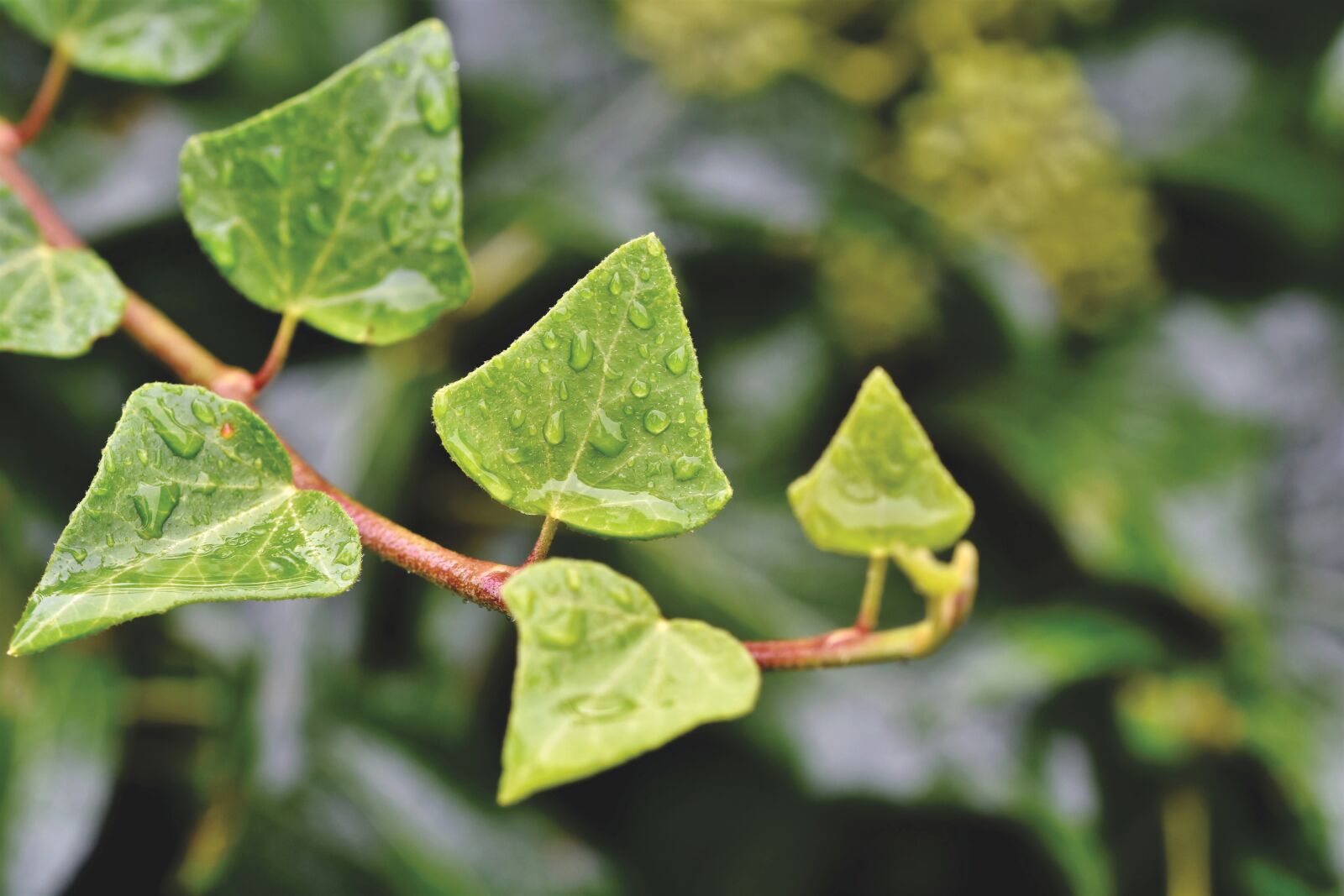 Nikon D7200 sample photo. Ivy, climber plant, entwine photography