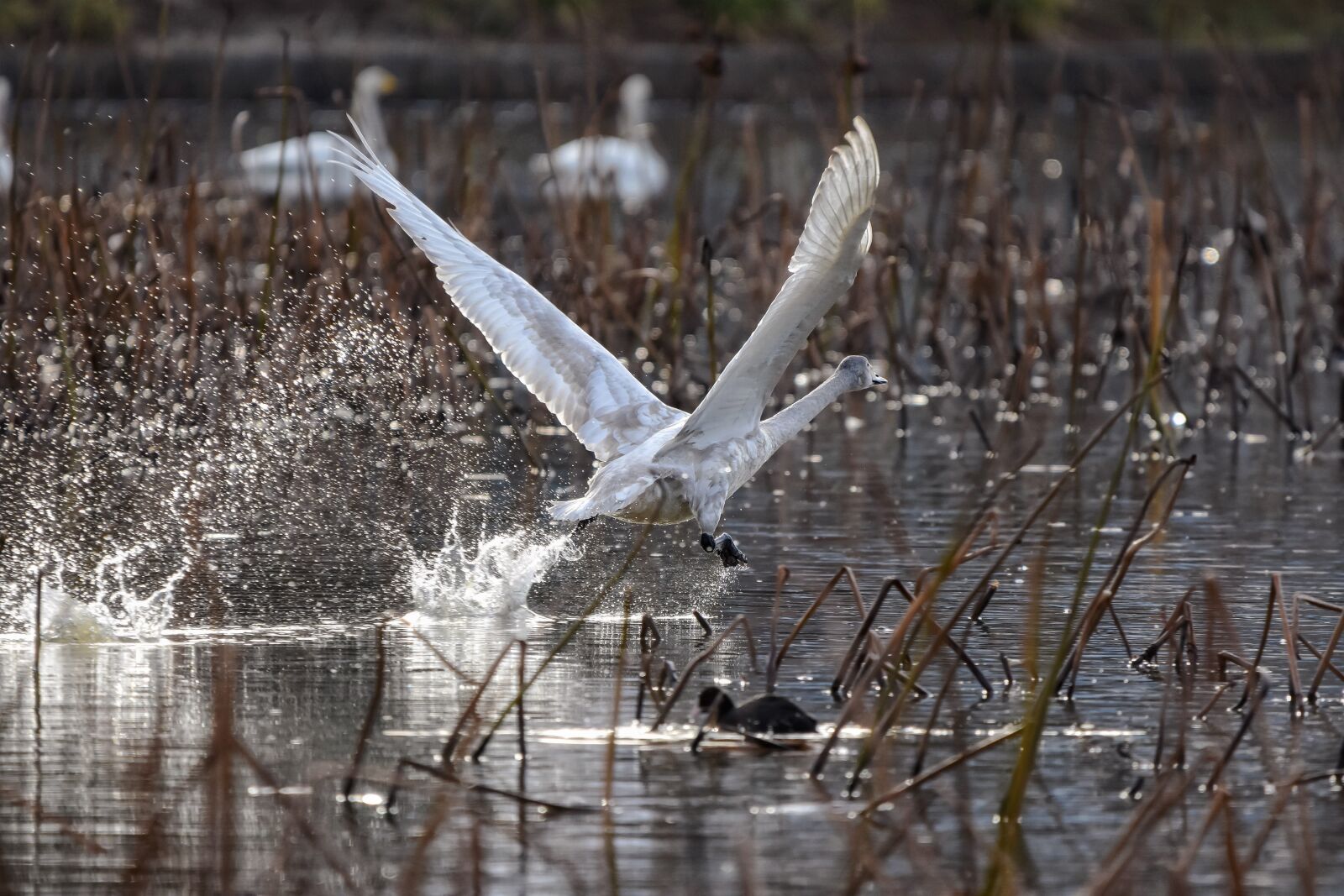 Nikon D7200 sample photo. Animal, pond, water photography