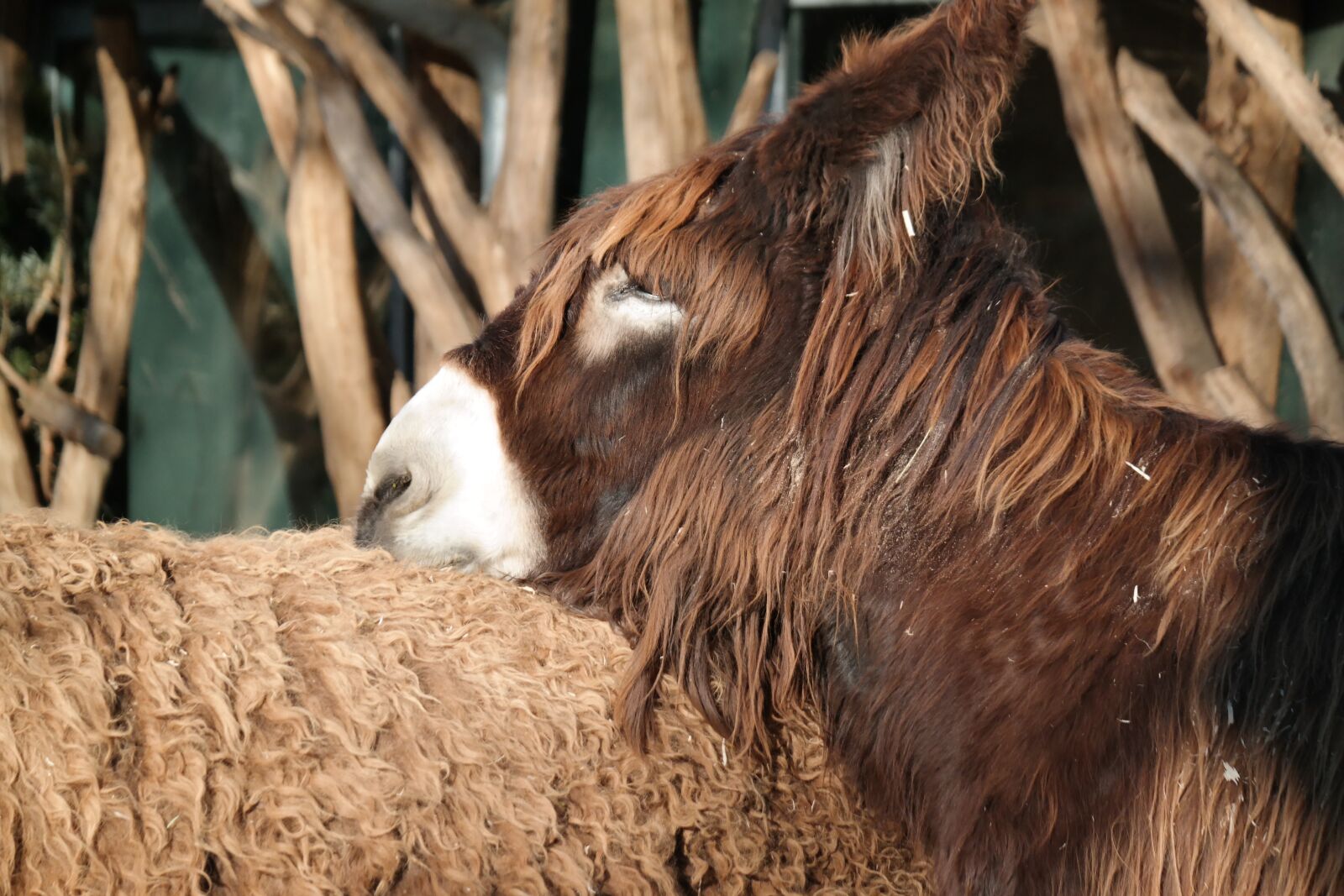Samsung NX30 sample photo. Donkey, animal, shaggy photography
