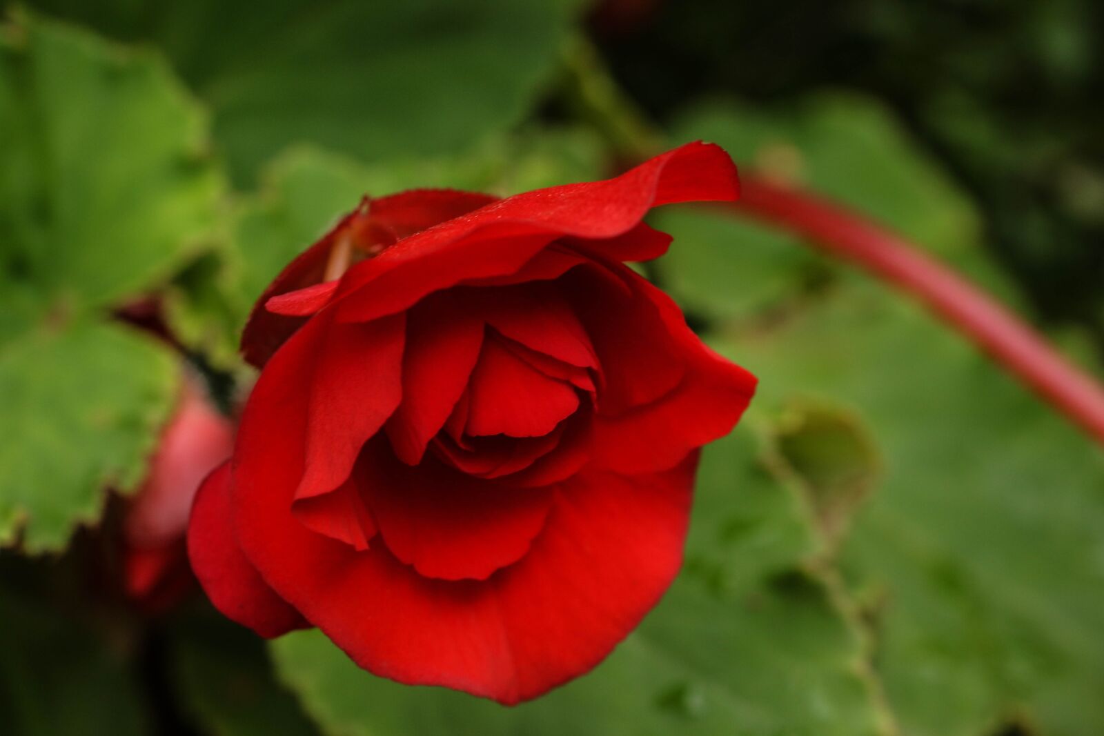 Canon EOS 7D Mark II sample photo. Rose, flower, garden flower photography