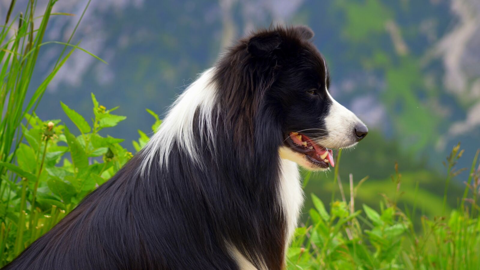 Nikon D5100 sample photo. Dog, british sheepdog, border photography