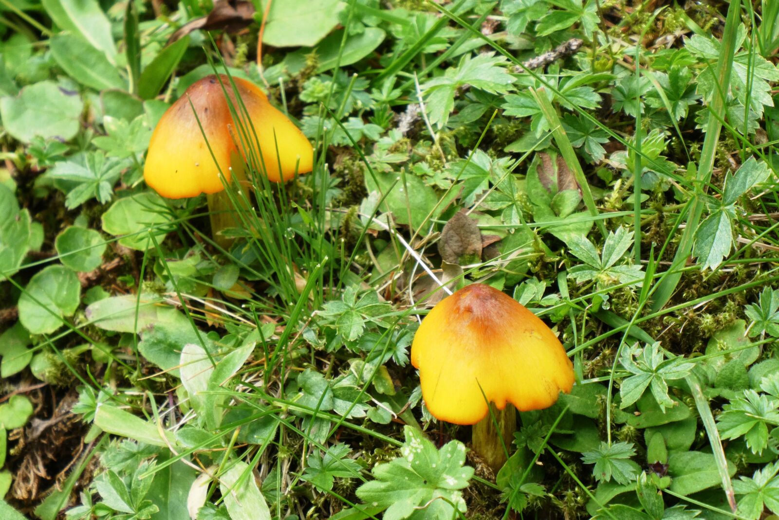 Panasonic Lumix DC-ZS70 (Lumix DC-TZ90) sample photo. Mushroom, summer, nature photography