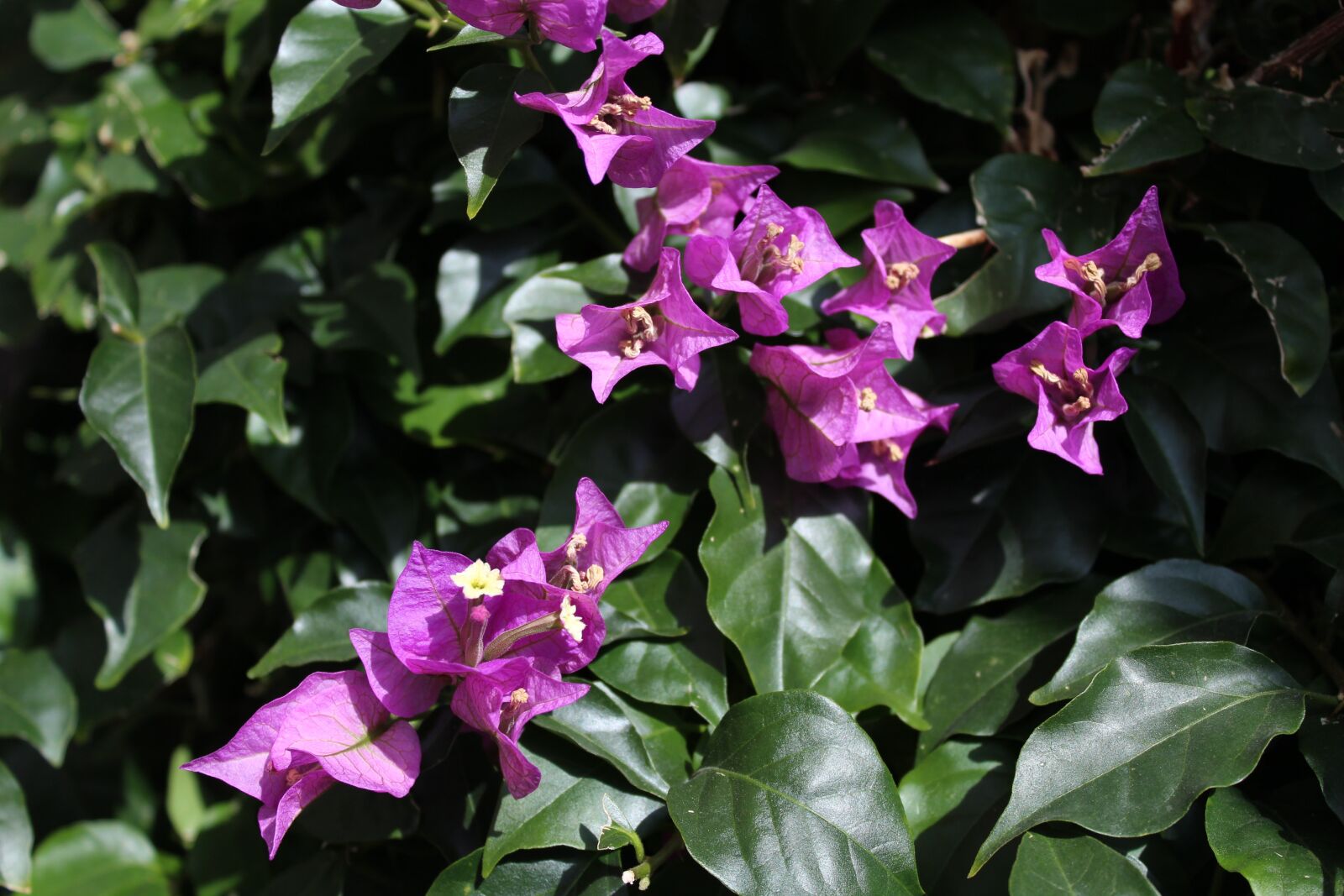 Canon EOS 1200D (EOS Rebel T5 / EOS Kiss X70 / EOS Hi) sample photo. Bougainvillea, flowers, plants photography