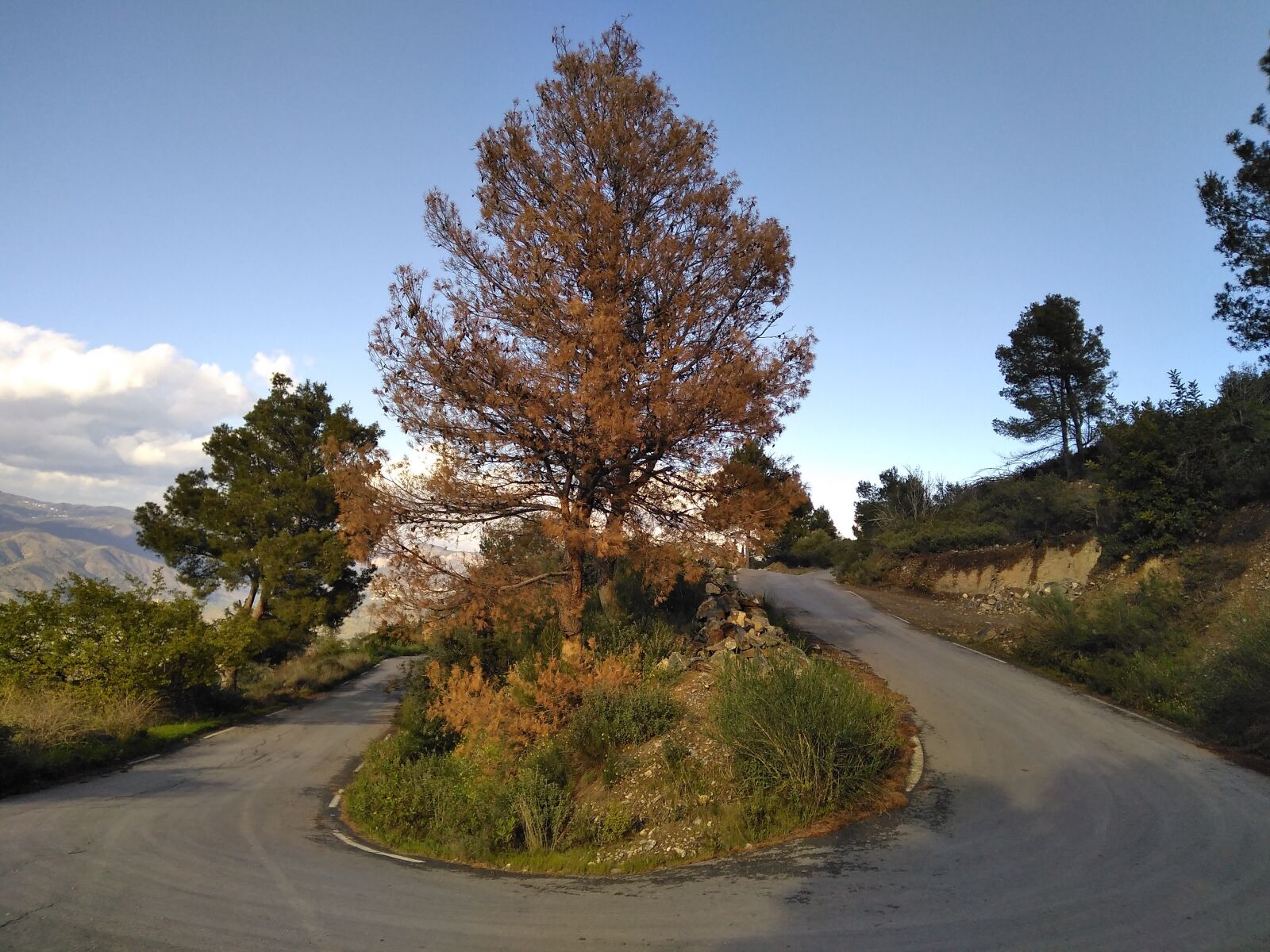 HUAWEI DUB-LX1 sample photo. Tree, road, landscape photography