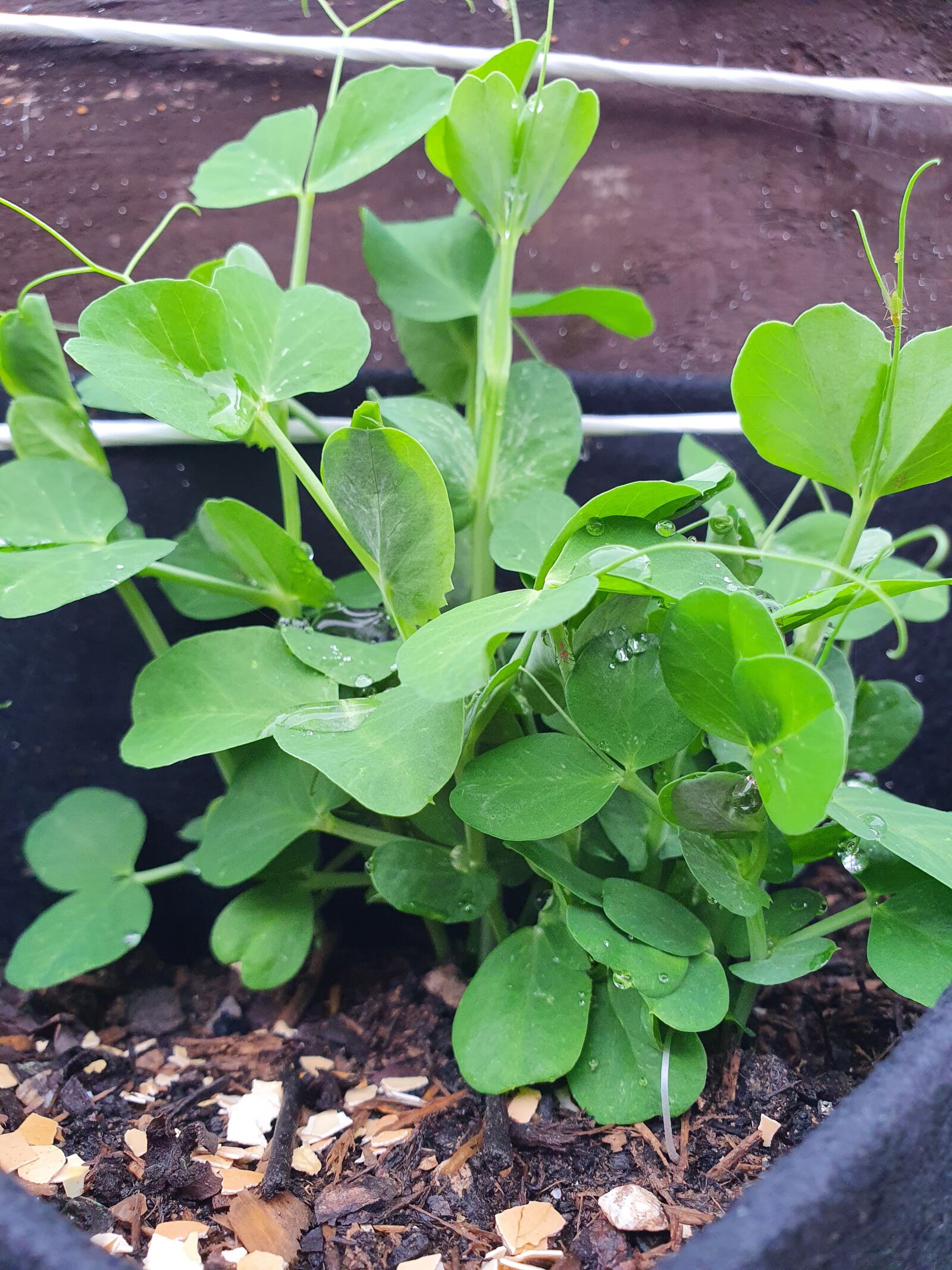 Samsung Galaxy S10 sample photo. Green peas, dwarf, plant photography