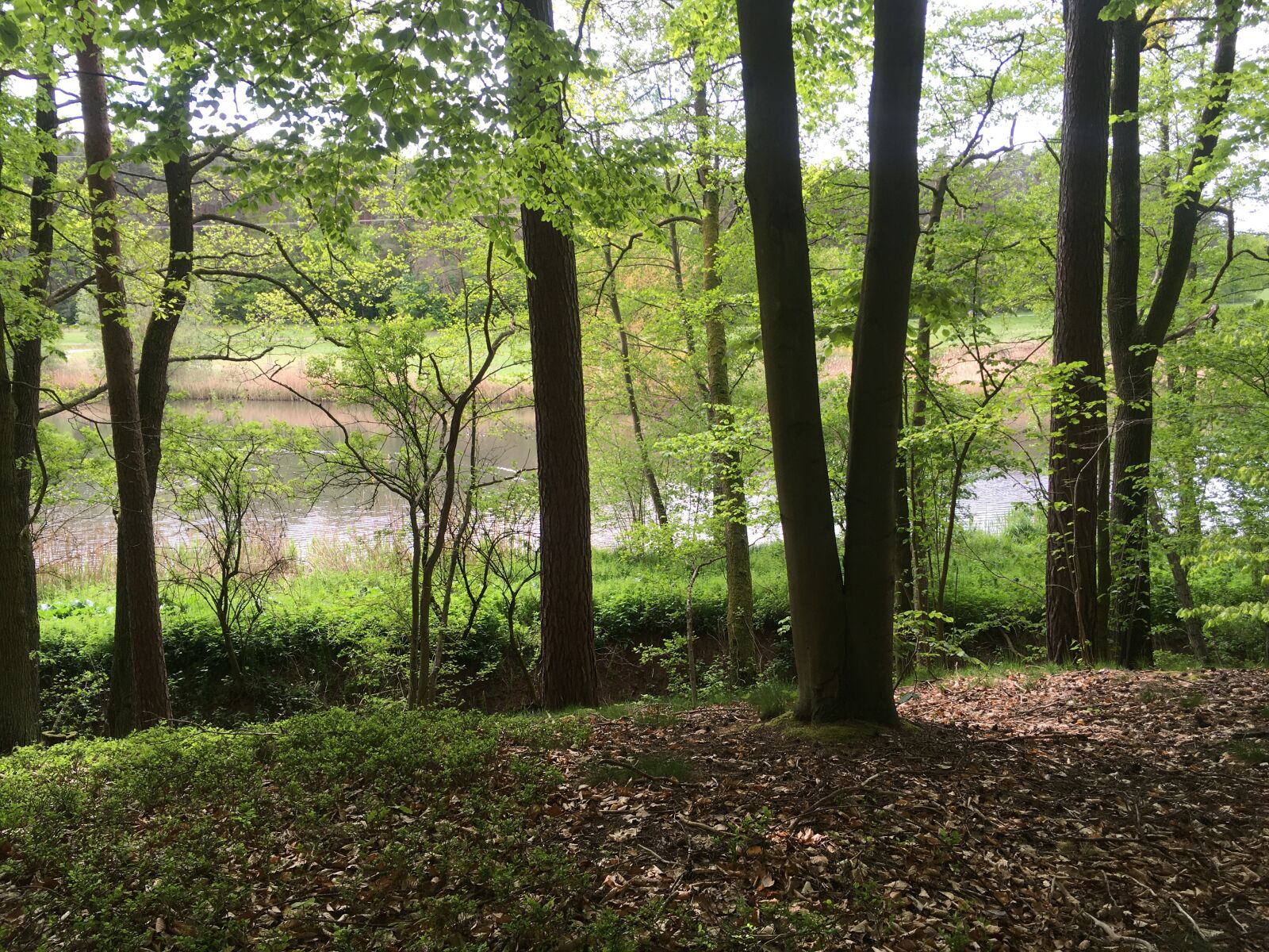 iPhone SE back camera 4.15mm f/2.2 sample photo. Forest, pond, spring photography