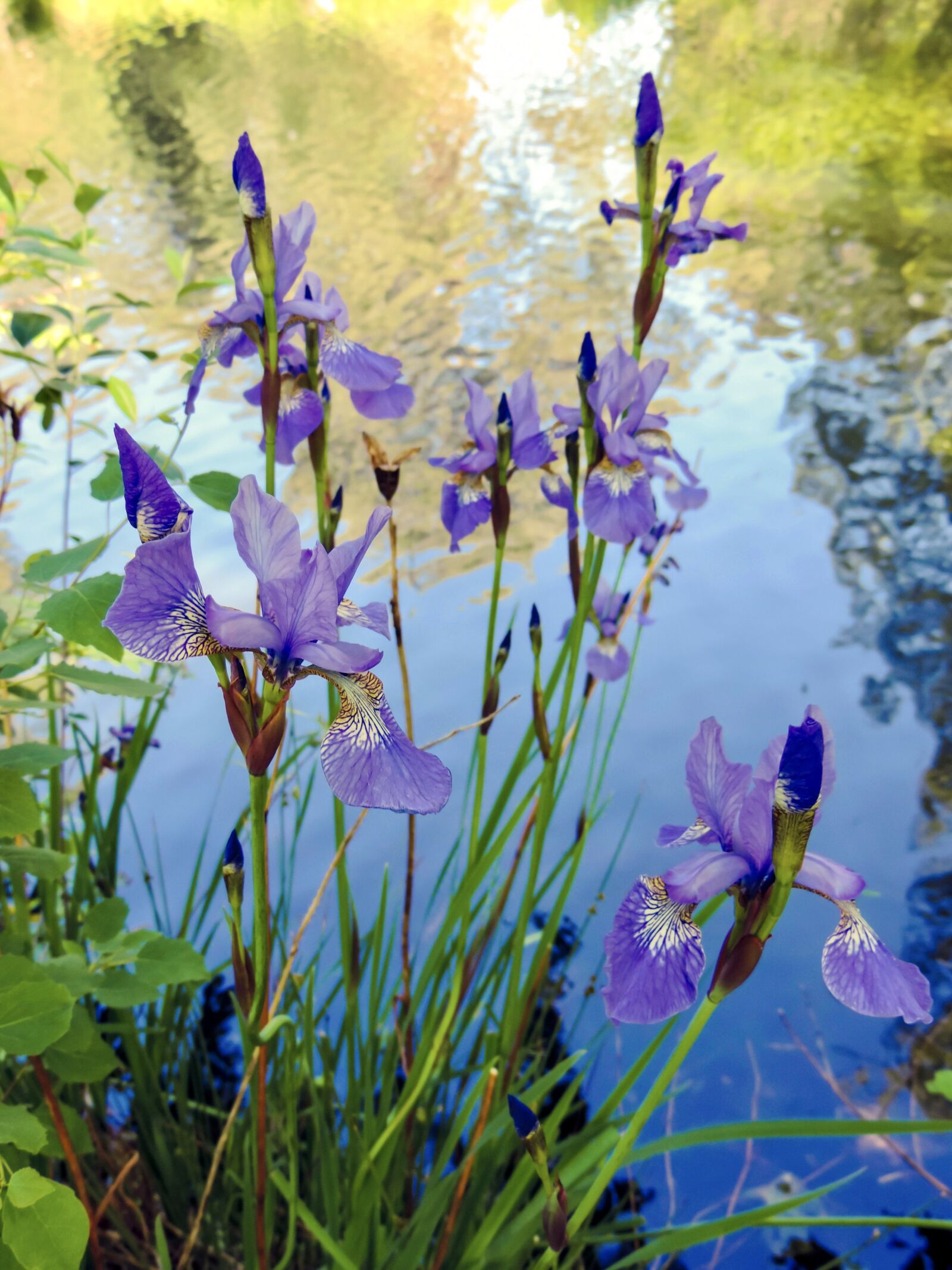 Nikon Coolpix P520 sample photo. Iris, flowers, nature photography