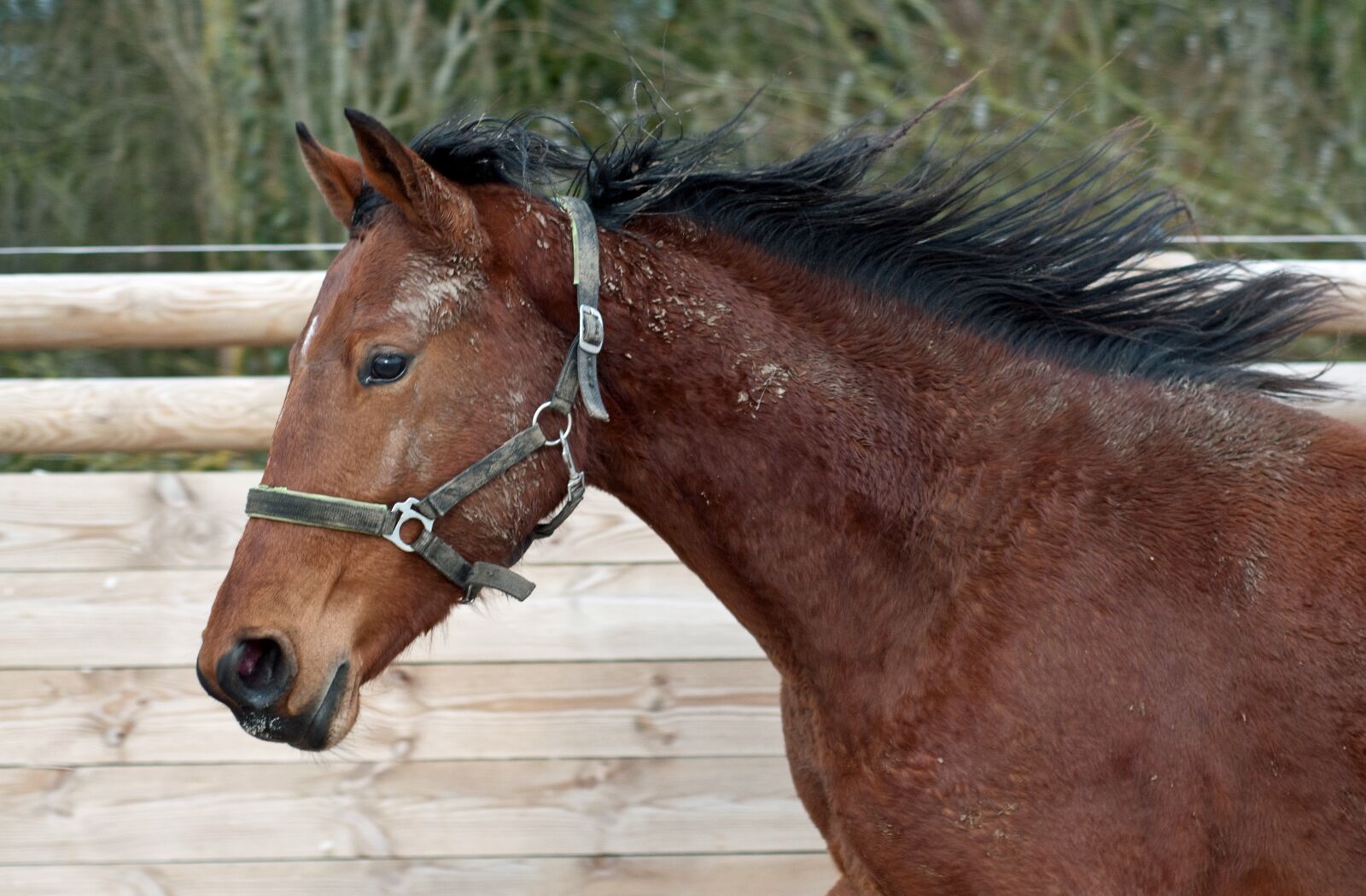 Nikon D300 sample photo. Horse, run, filly photography