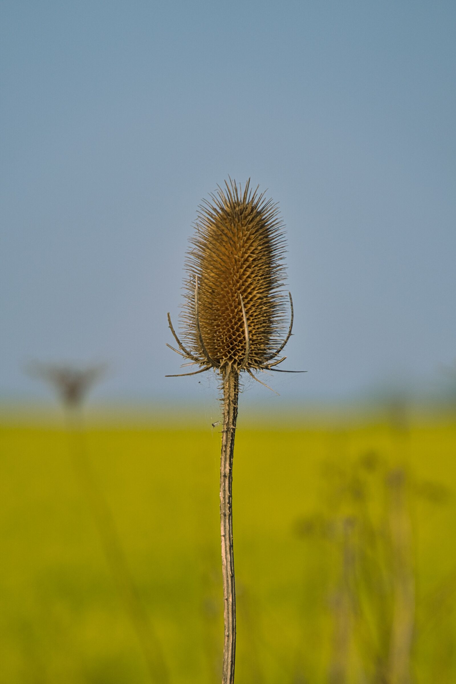 Sony a6400 sample photo. Kardengewaechs, geissblattgewaechs, wild teasel photography