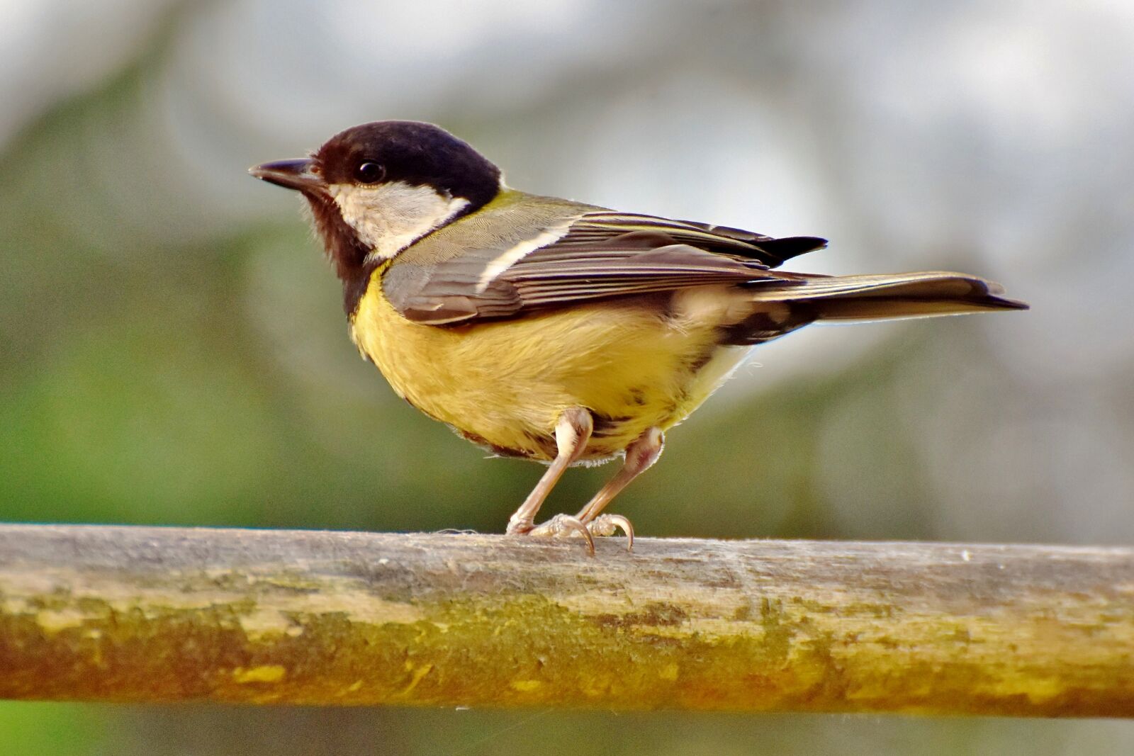 Nikon D7200 sample photo. Tit, songbird, bird photography