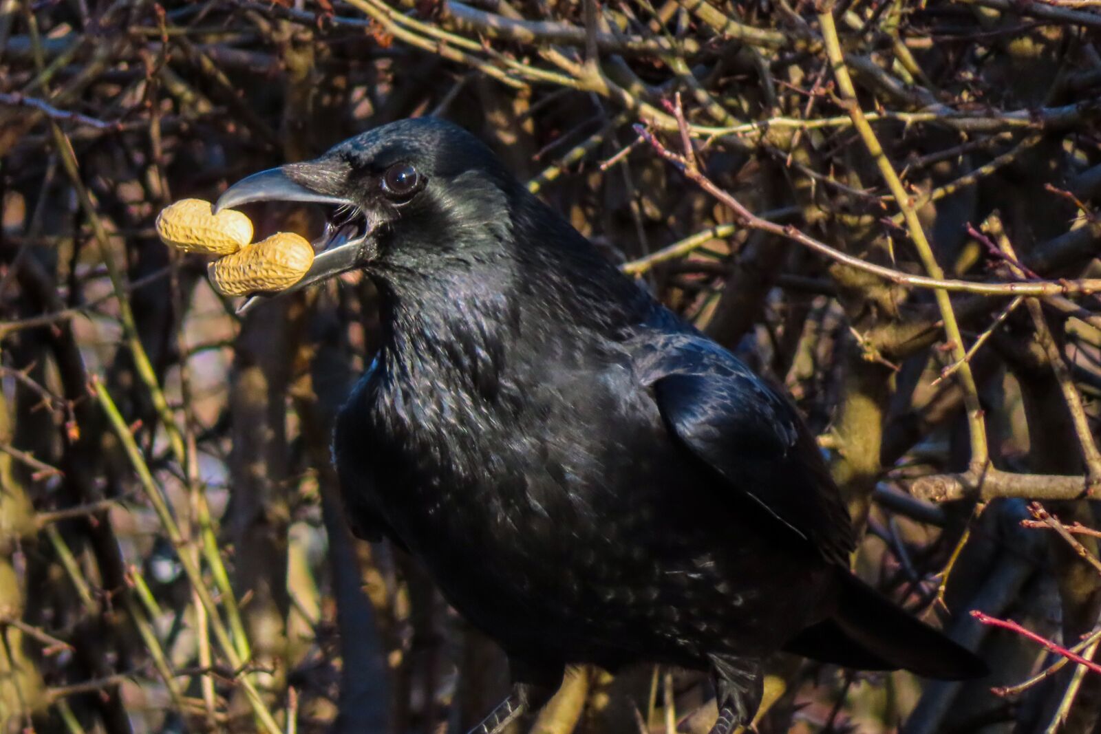 Canon PowerShot SX740 HS sample photo. Animal world, bird, raven photography