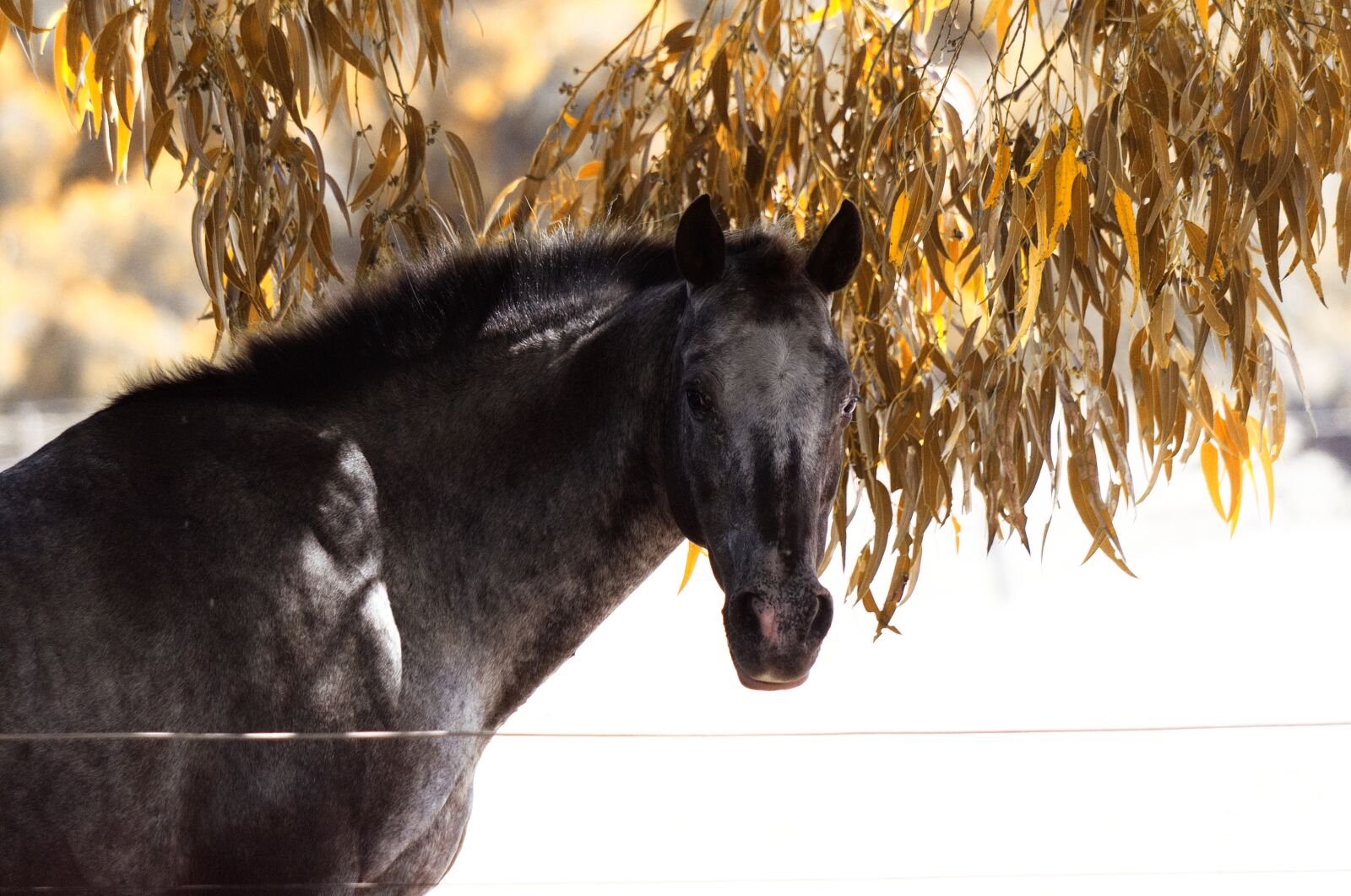 Nikon D5100 sample photo. Nature, animal, horse photography