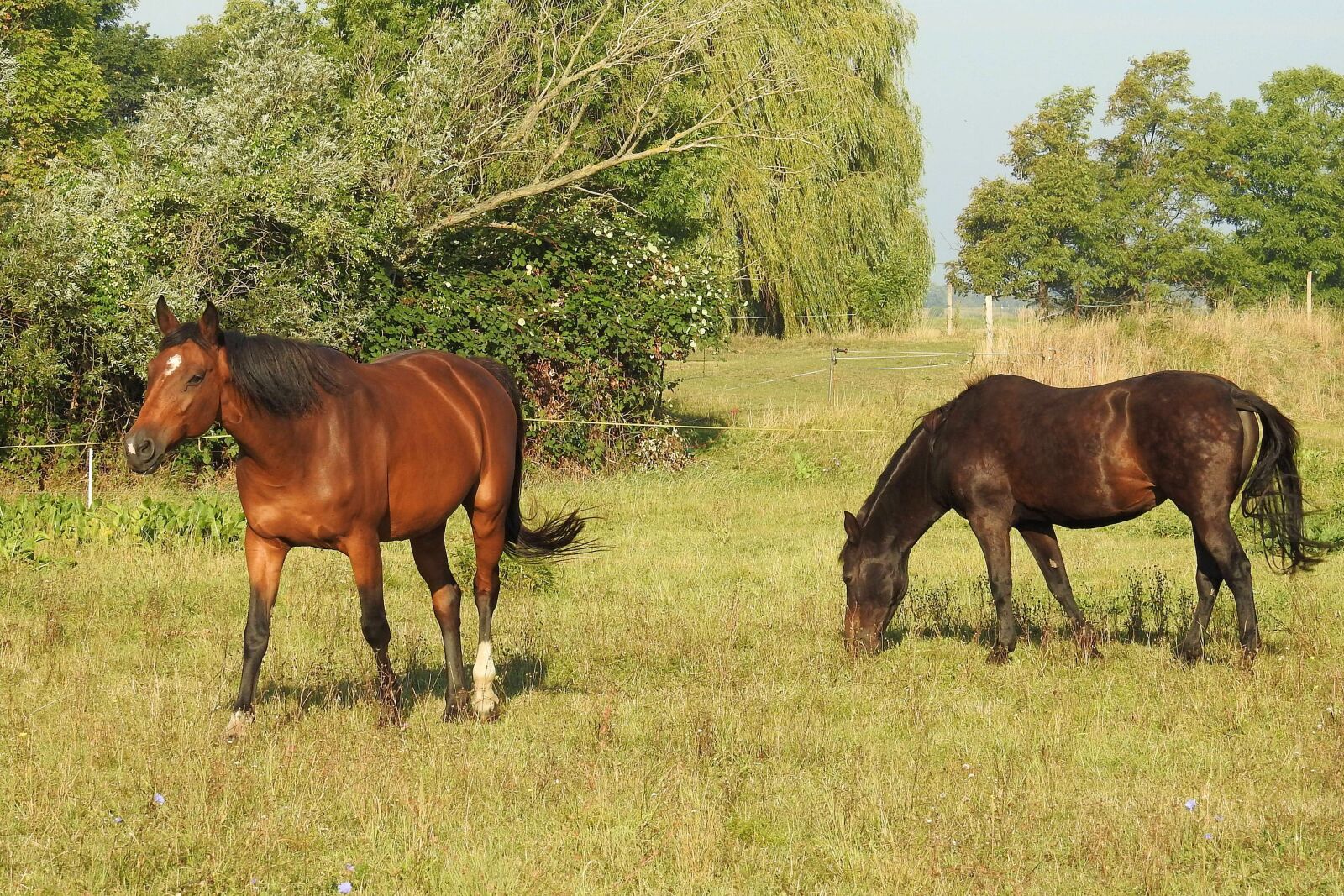 Nikon Coolpix P900 sample photo. Horses, pasture, meadow photography