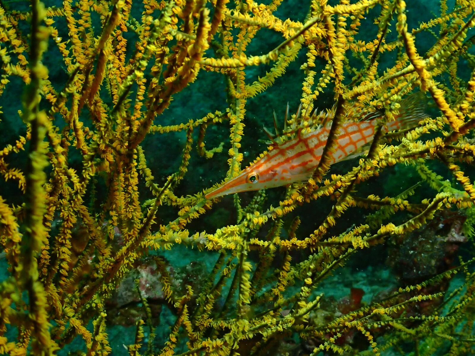 Olympus TG-4 sample photo. Fish, diving, underwater world photography