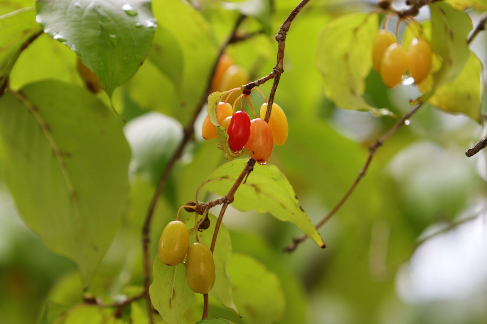 Canon EF 70-200mm F2.8L USM sample photo. Fruit, wood, autumn photography