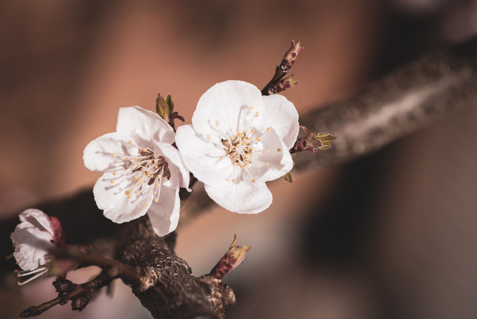 Nikon D750 sample photo. Flowers, white, spring photography