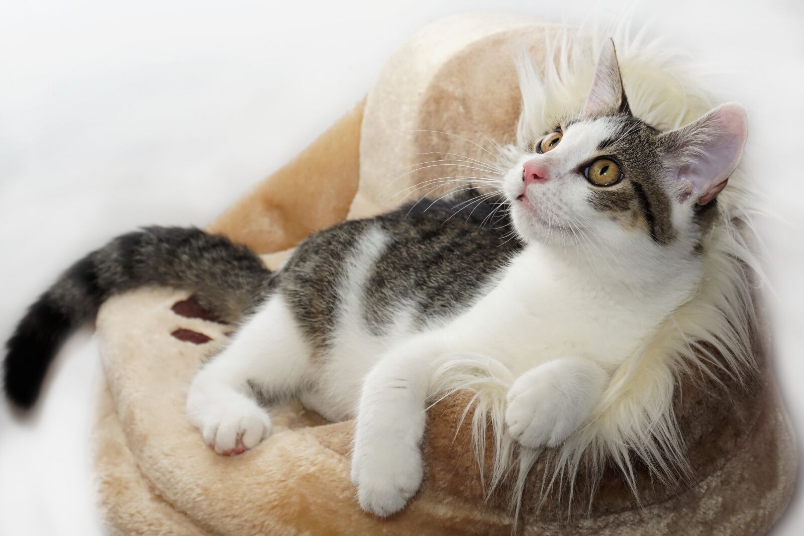 Sony E 16-50mm F3.5-5.6 PZ OSS sample photo. Cat, pet, animal photography