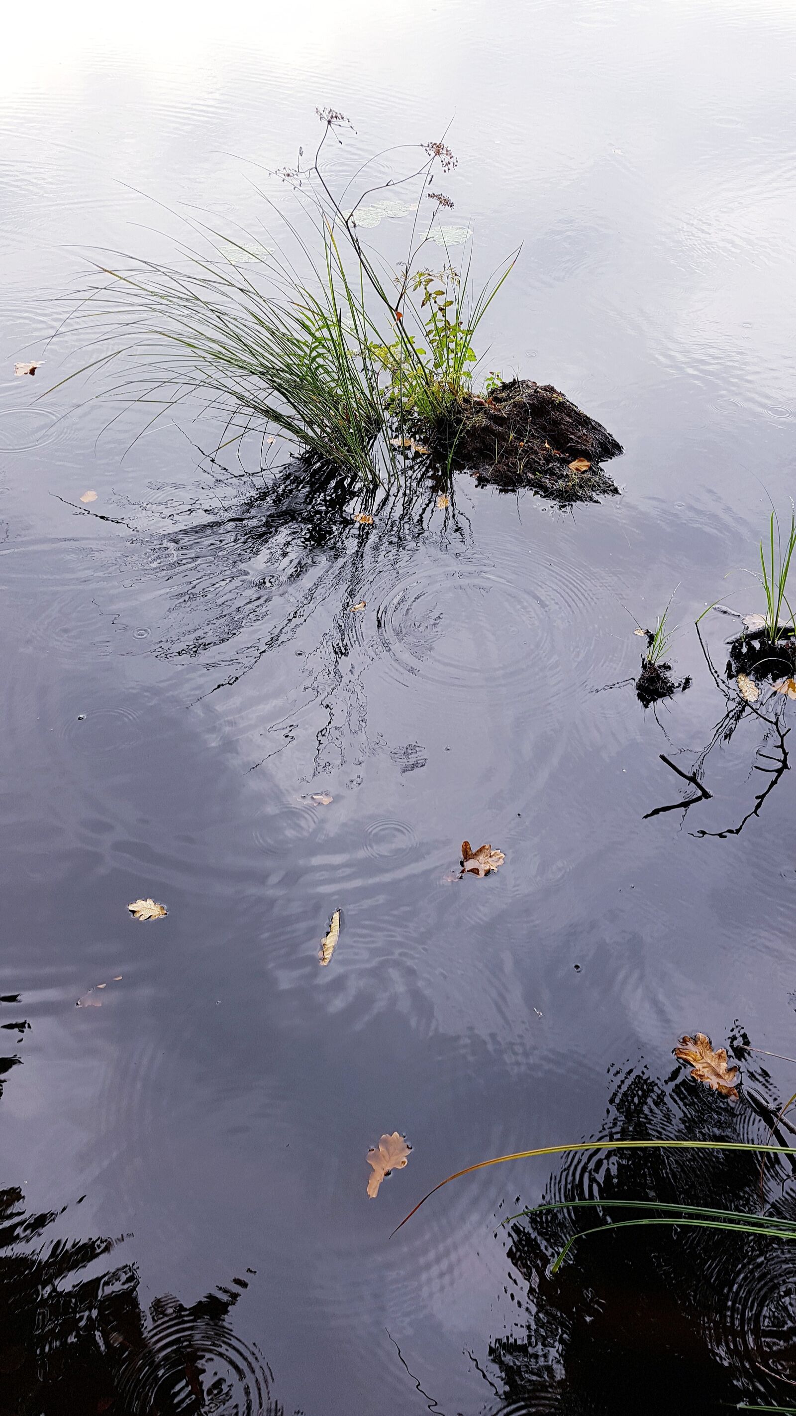 Samsung Galaxy S7 Edge sample photo. Lake, rain, grass photography