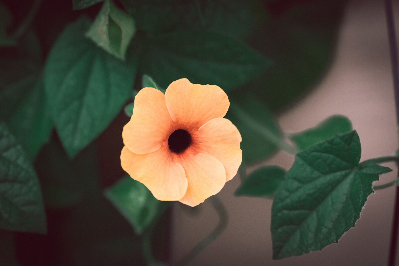 Nikon D750 sample photo. Blossom, bloom, orange photography