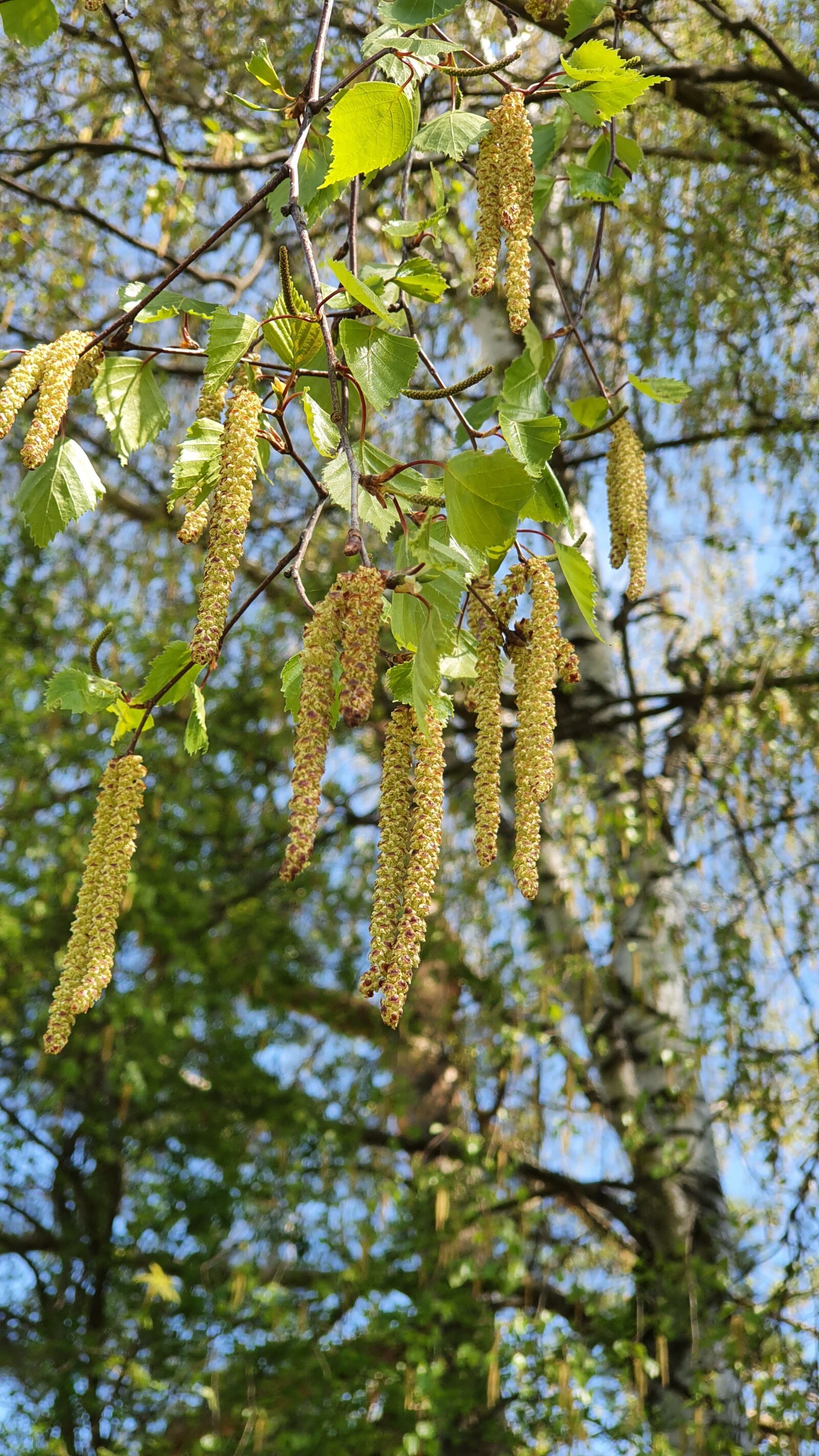 Samsung Galaxy S10+ sample photo. Birch, flowers, spring photography