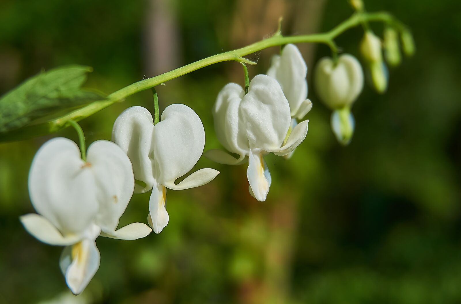 Sony a6000 sample photo. Bleeding heart, lamprocapnos spectabilis photography
