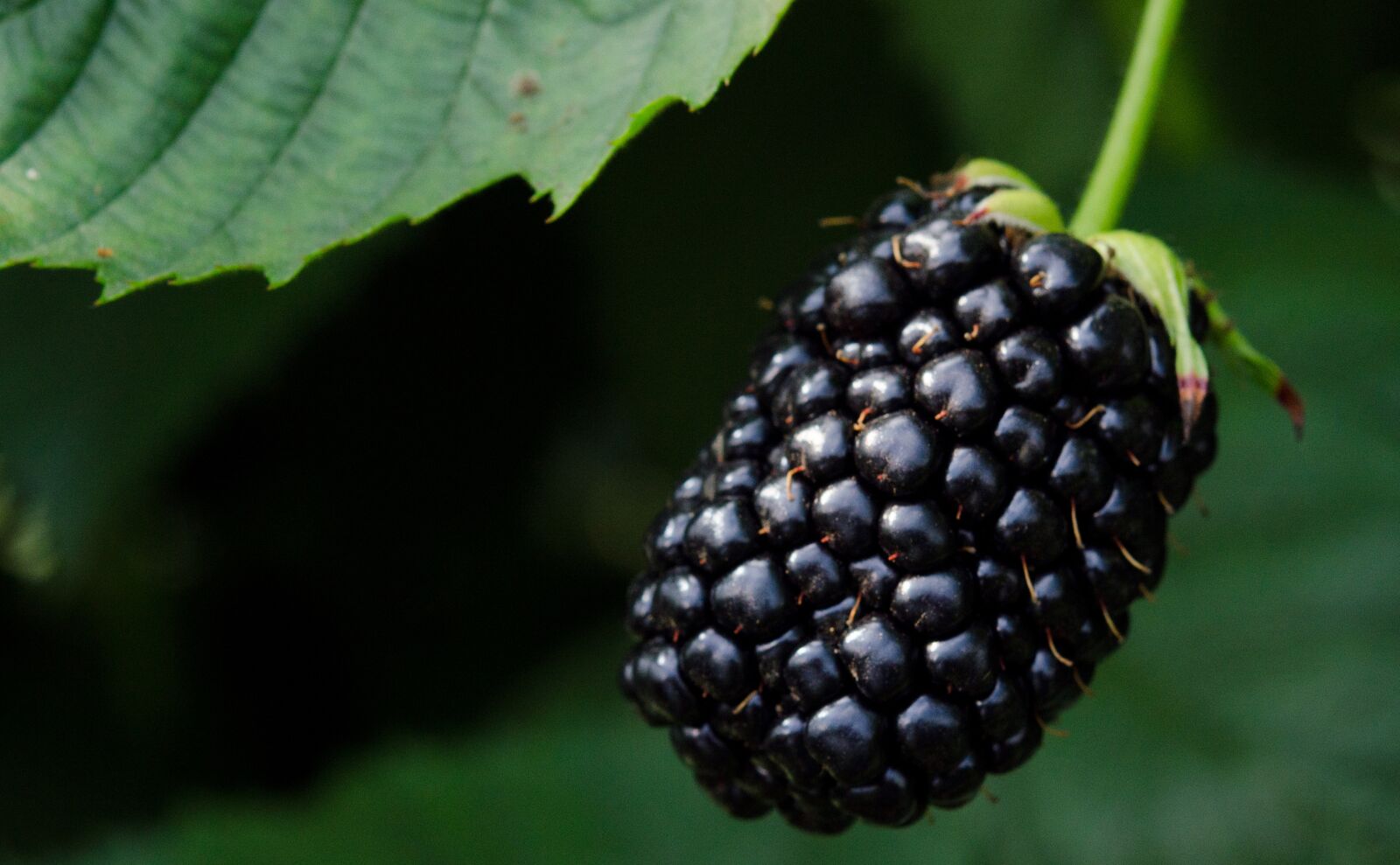 Nikon D7000 sample photo. Blackberry, blackberries, berries photography