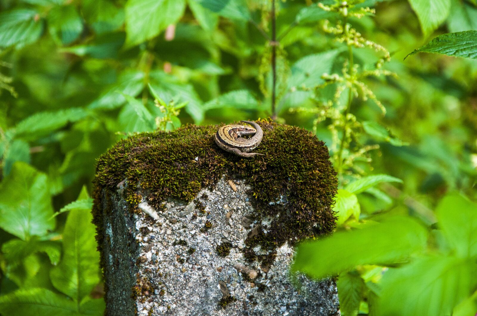 Nikon D90 sample photo. Bieszczady, nature, poland photography