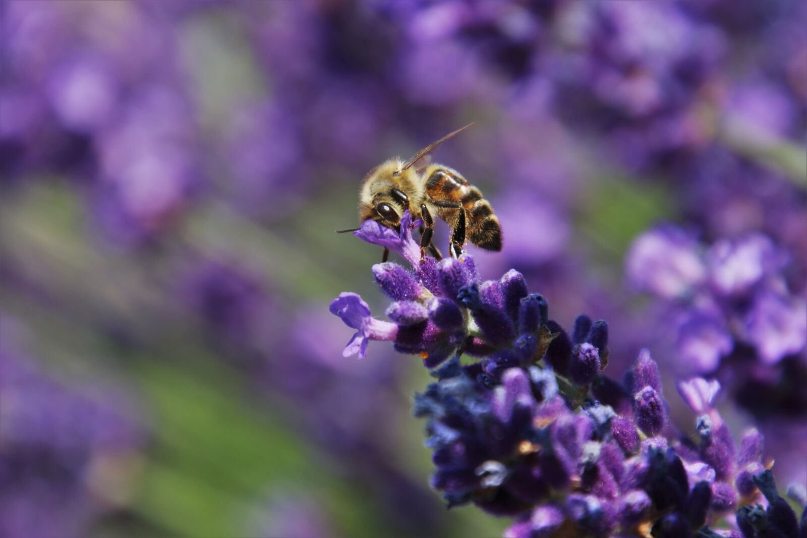 Canon EOS 80D sample photo. Pollination, lavender, provence photography
