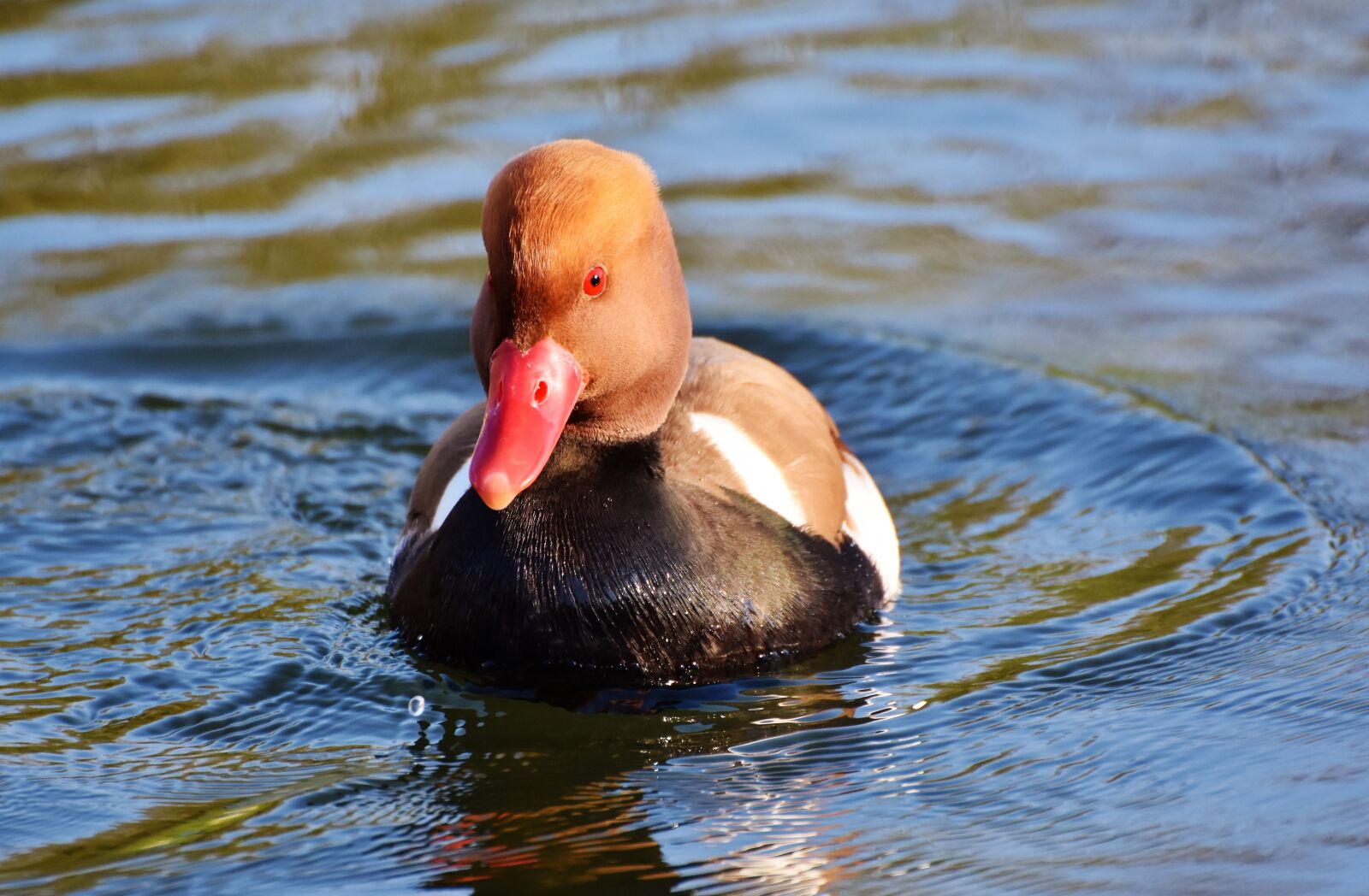 Nikon D7200 sample photo. Piston duck, duck, water photography