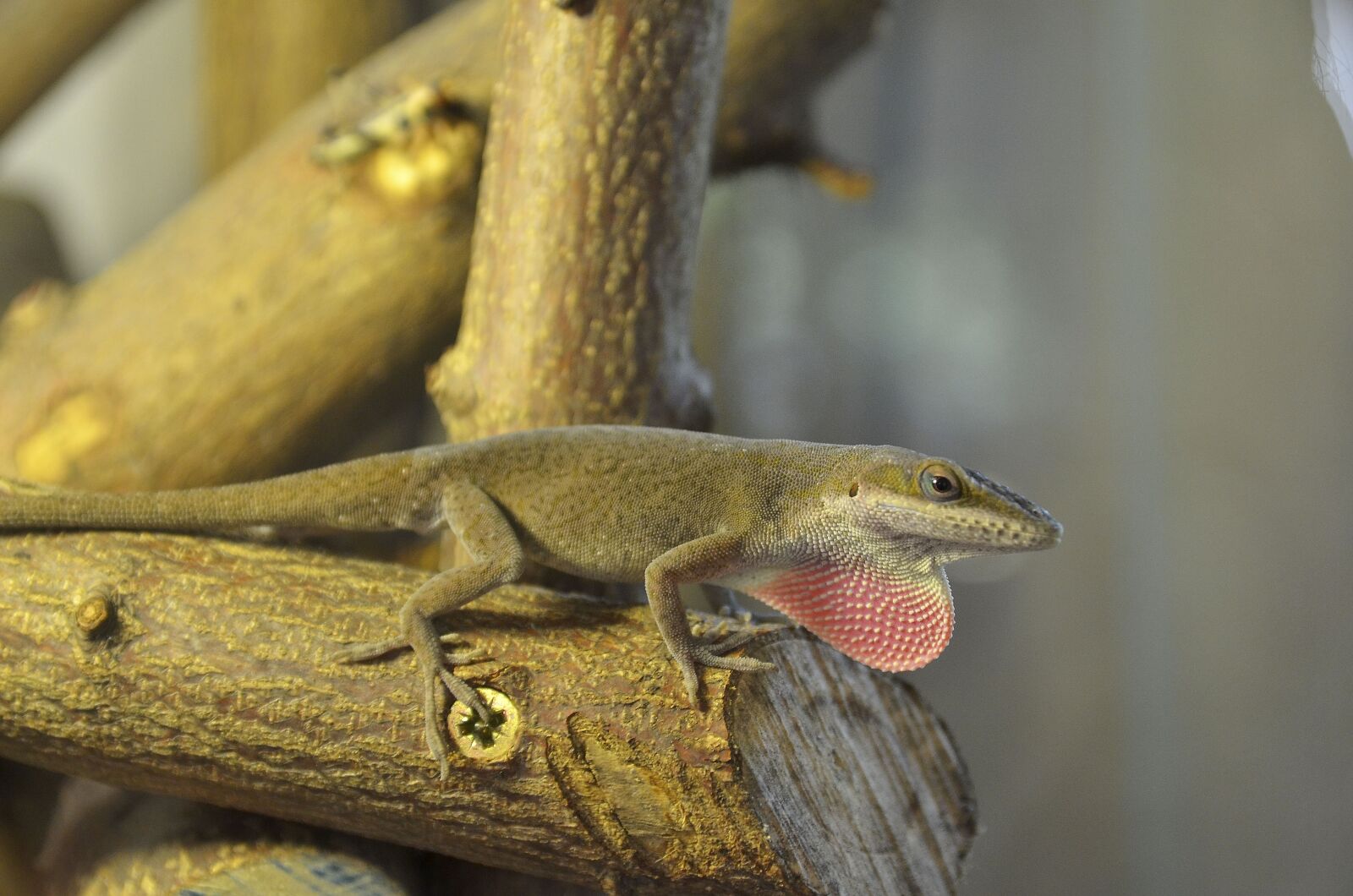 Nikon D7000 sample photo. Carolina anole, anolis, males photography