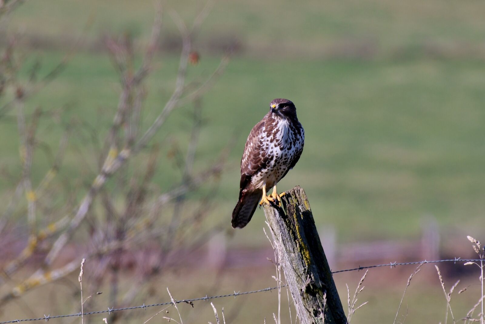 Nikon D500 sample photo. Common buzzard, bird of photography