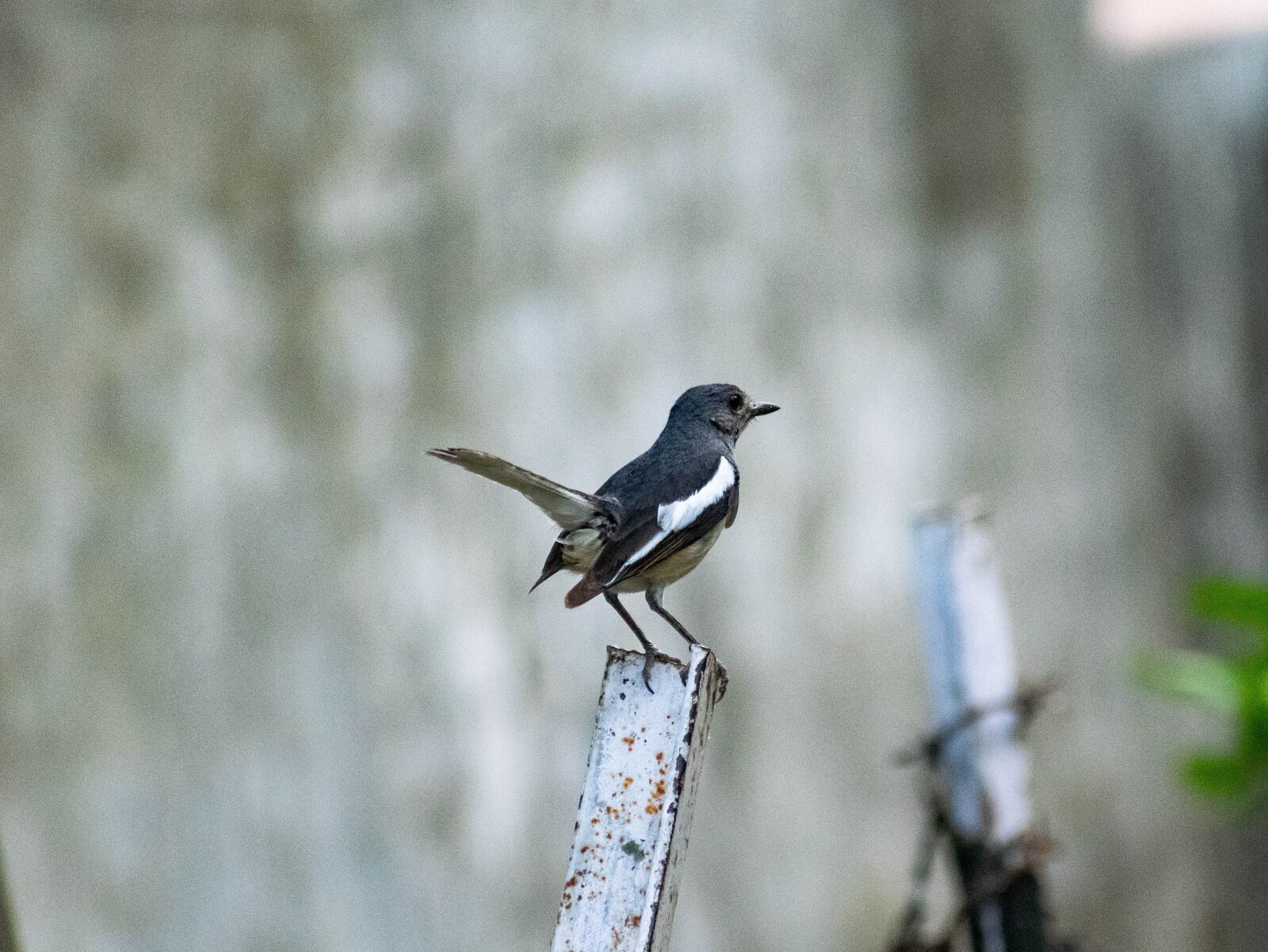 Nikon D3300 sample photo. Bird, nature, hummingbird photography
