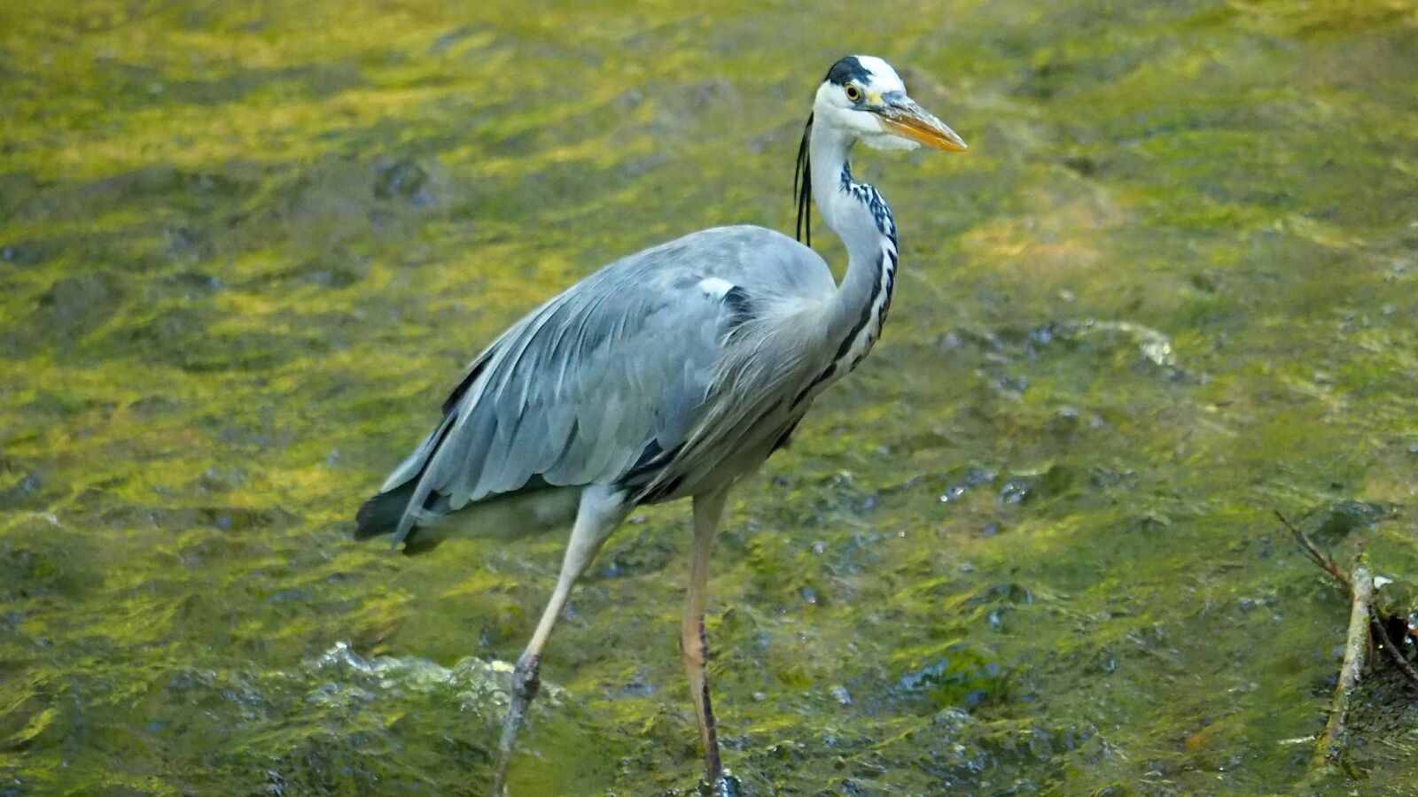 Olympus OM-D E-M10 II sample photo. Nature, hunters, heron photography