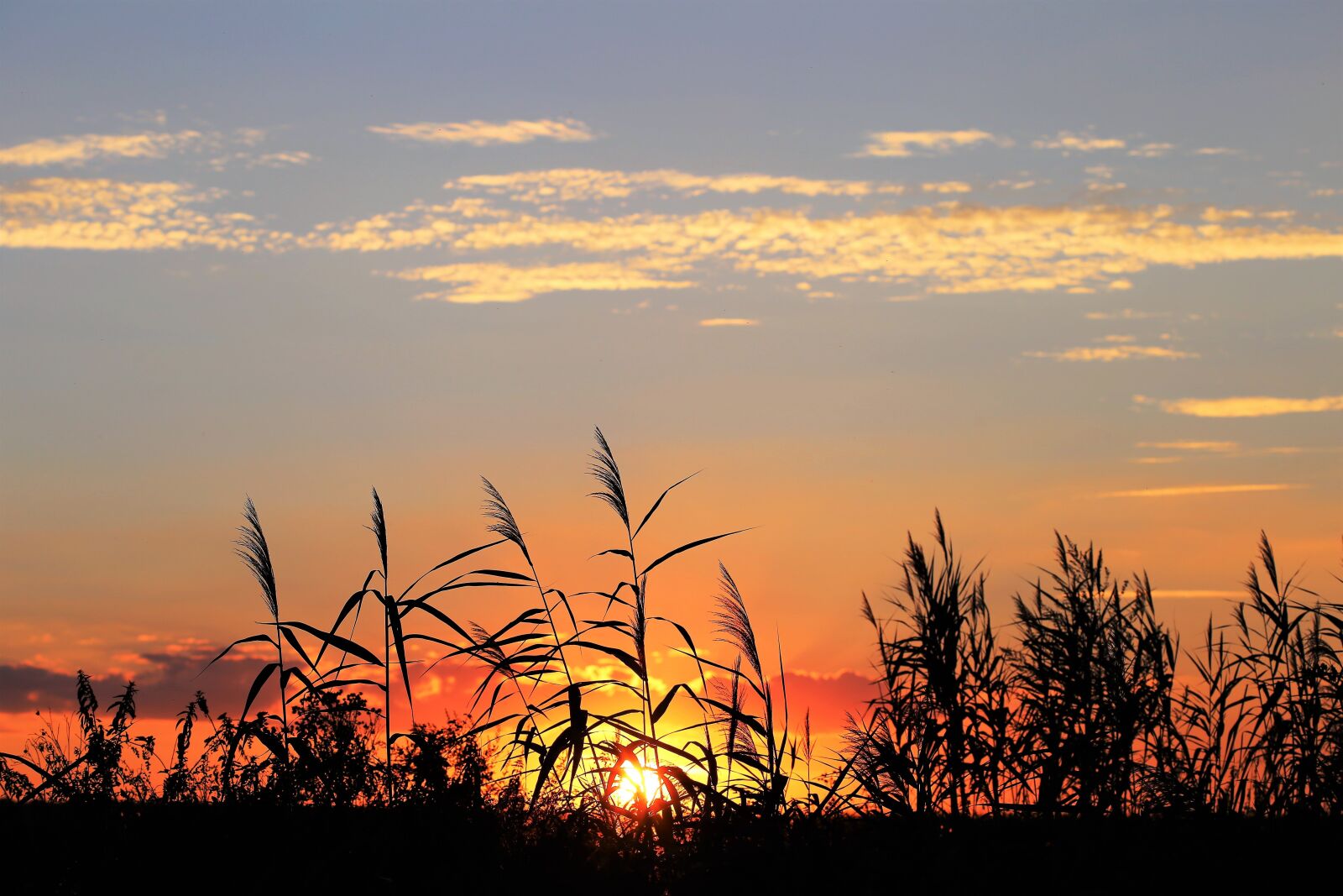 Canon EOS 6D + Canon EF 100mm F2.8 Macro USM sample photo. Cane, evening, sunset photography