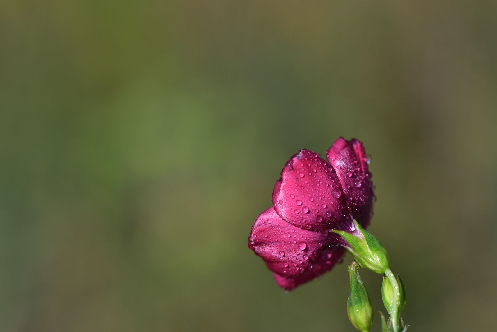 Nikon D750 sample photo. Flower, blossom, bloom photography