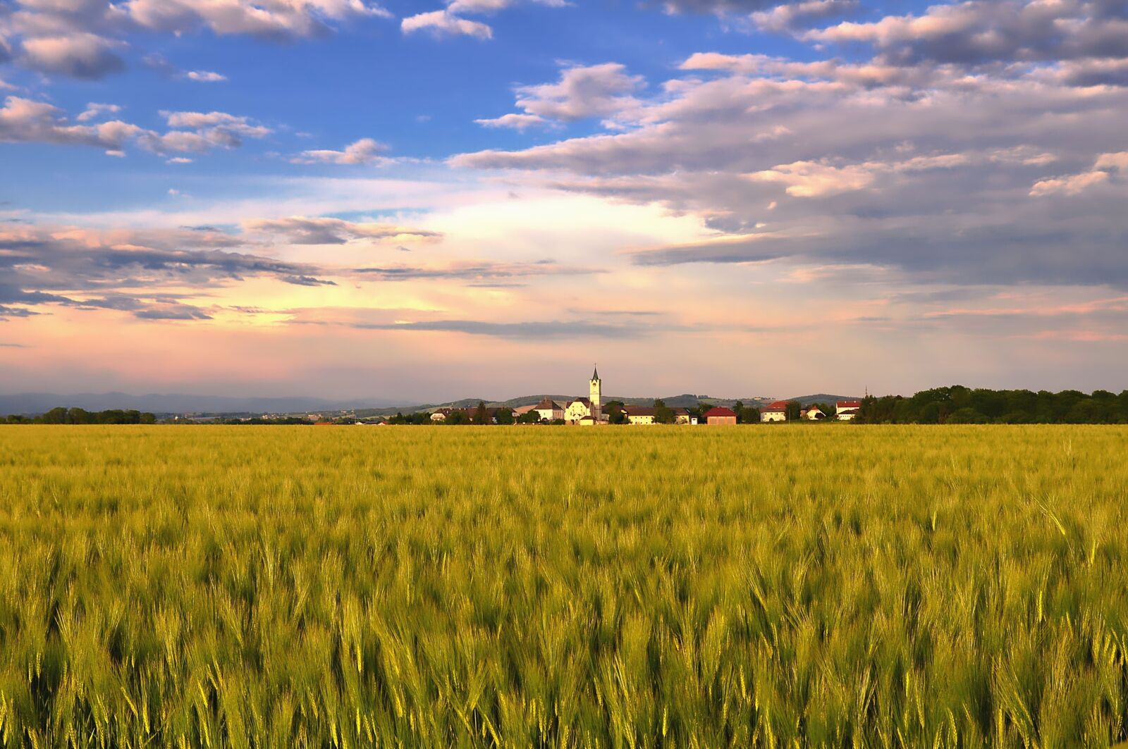 Nikon D90 sample photo. Nature, landscape, cereals photography