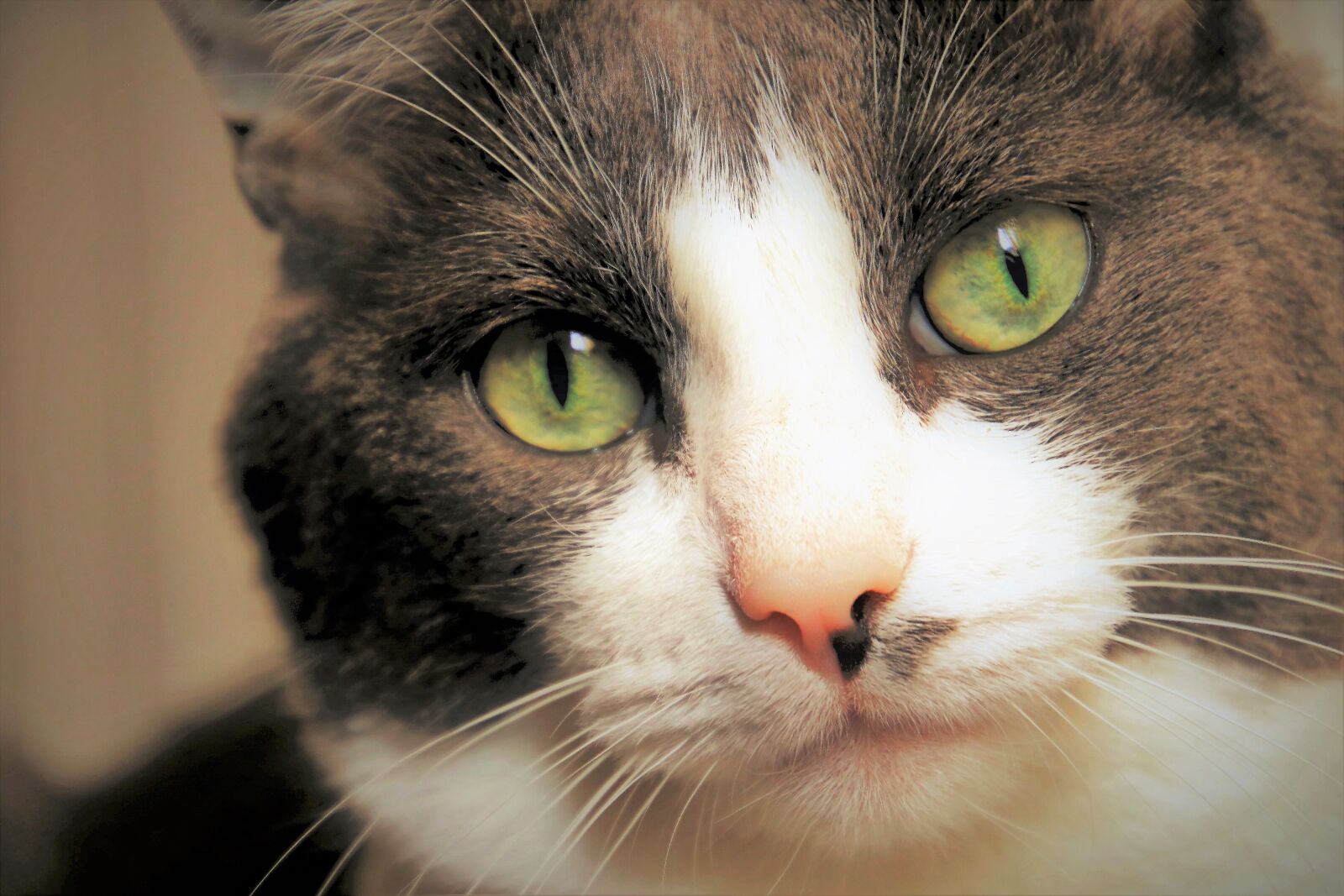 Canon EOS 80D sample photo. Cat, look, eyes photography