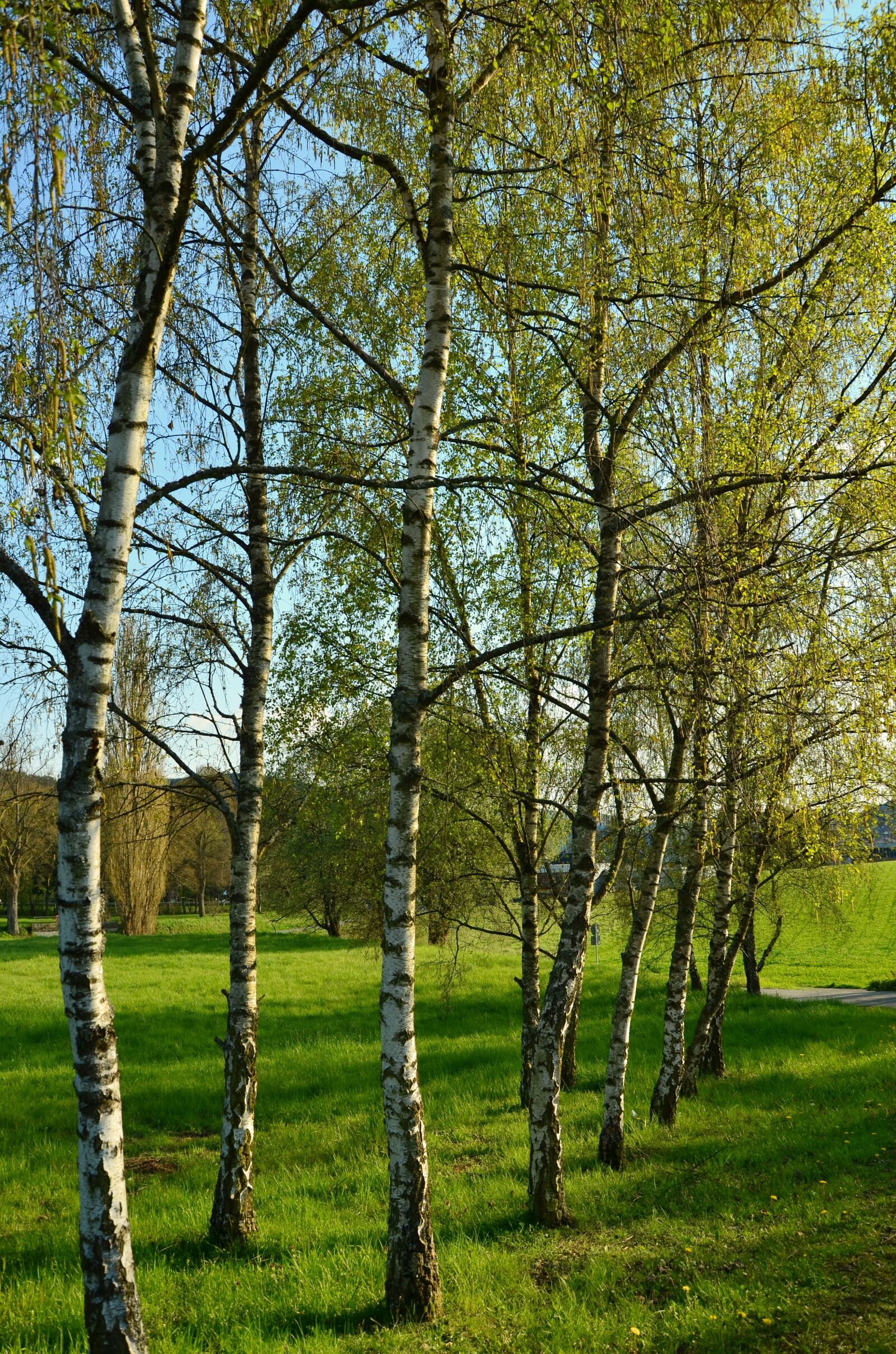 Nikon D5100 sample photo. Birch, trees, spring photography